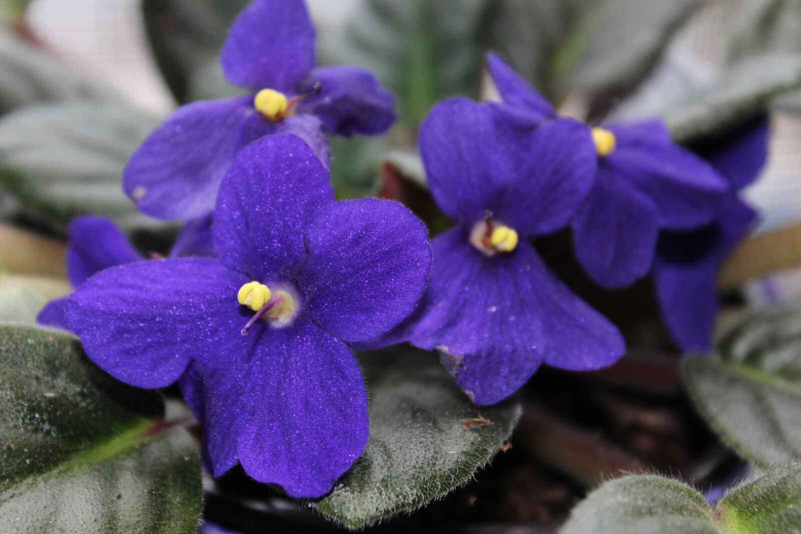 Canon EOS 1200D (EOS Rebel T5 / EOS Kiss X70 / EOS Hi) sample photo. Flower, violet, purple photography