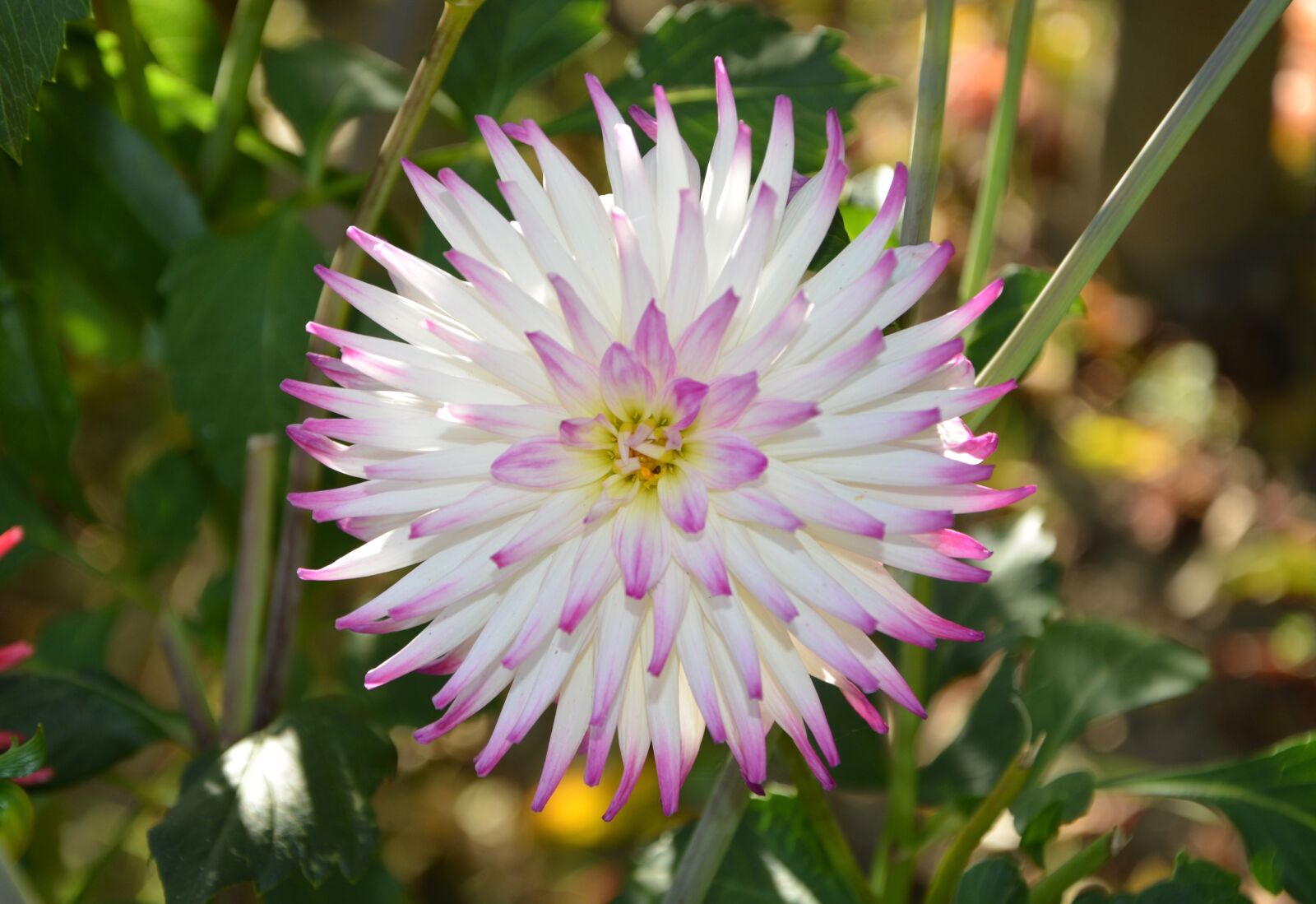 Nikon D5200 sample photo. Flower, plants, petals photography