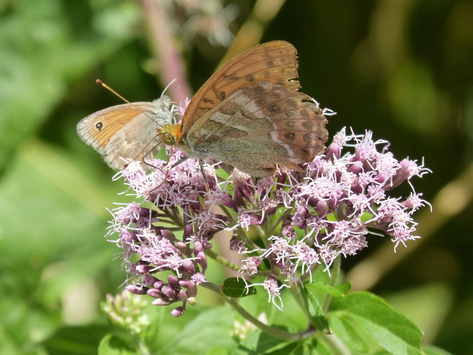 Panasonic DMC-FZ62 sample photo. Butterflies, libar, flower photography