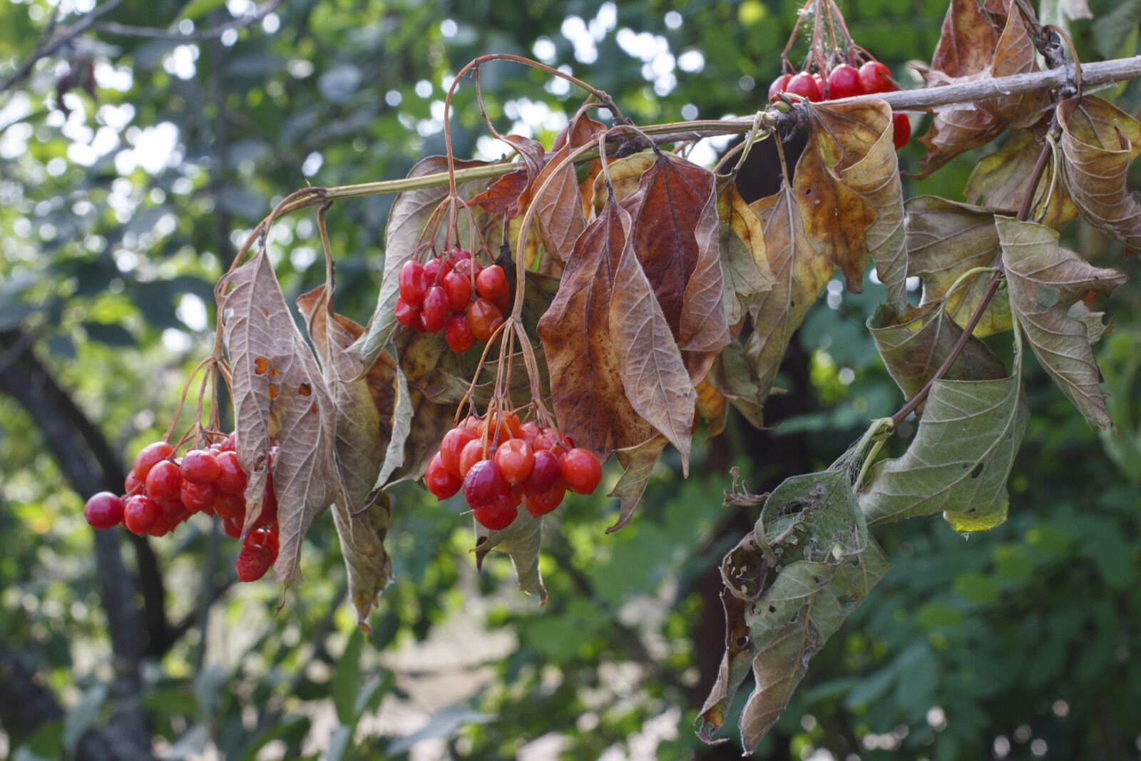 Canon EOS 100D (EOS Rebel SL1 / EOS Kiss X7) sample photo. Viburnum, berry, red photography