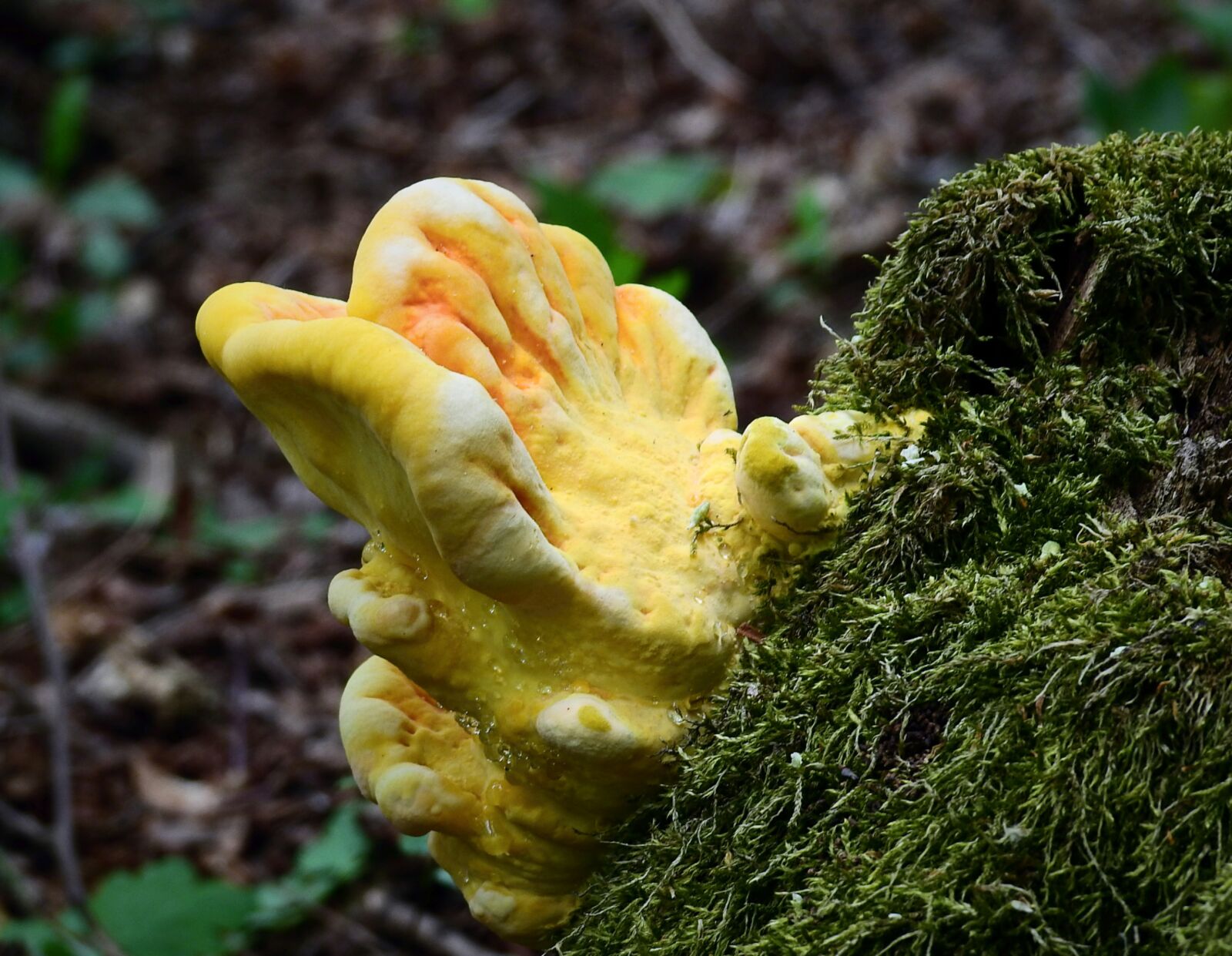 Nikon Coolpix P900 sample photo. Mushroom, nature photography