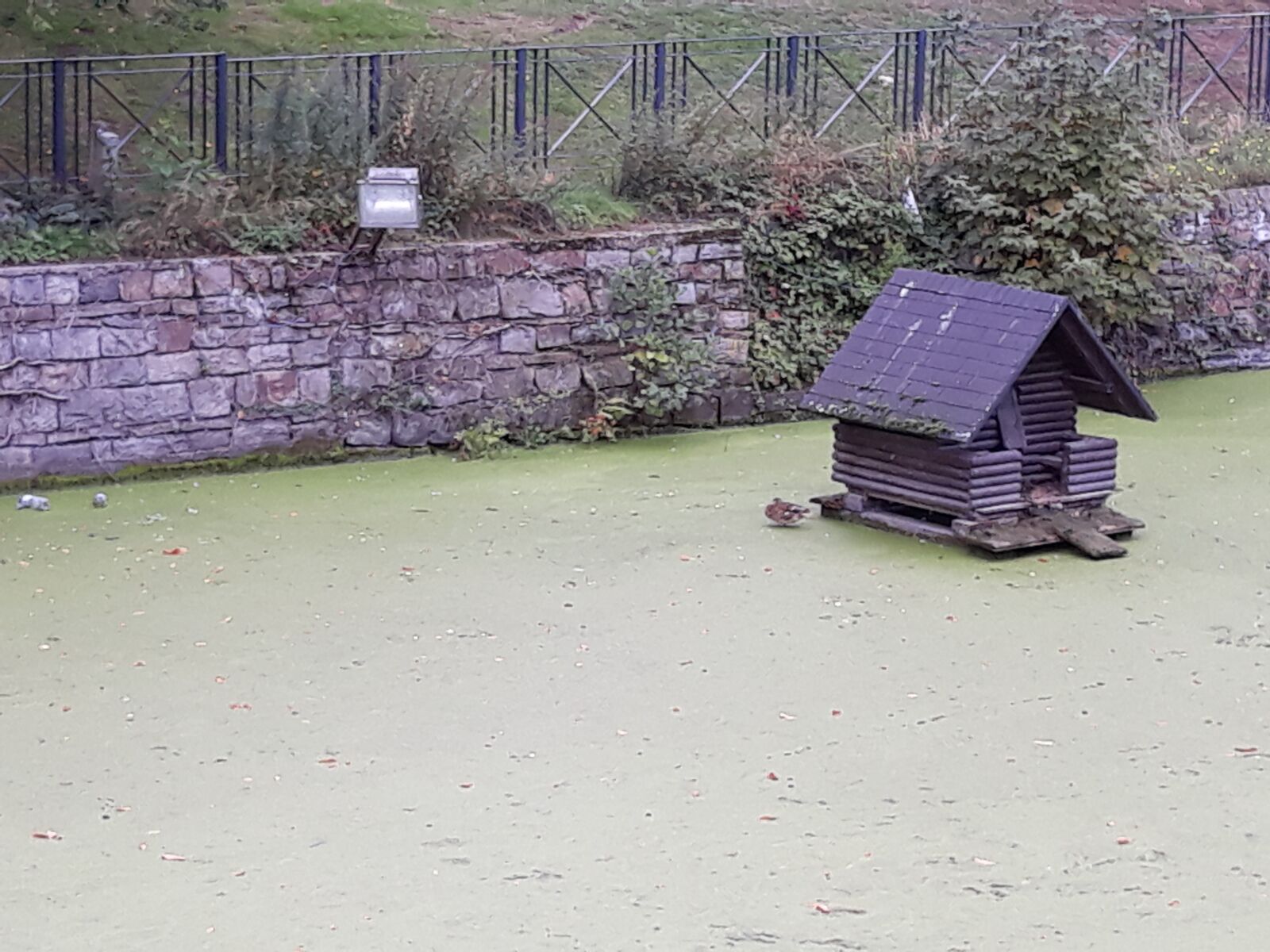 Samsung Galaxy J7 sample photo. Lake, algae, duck house photography