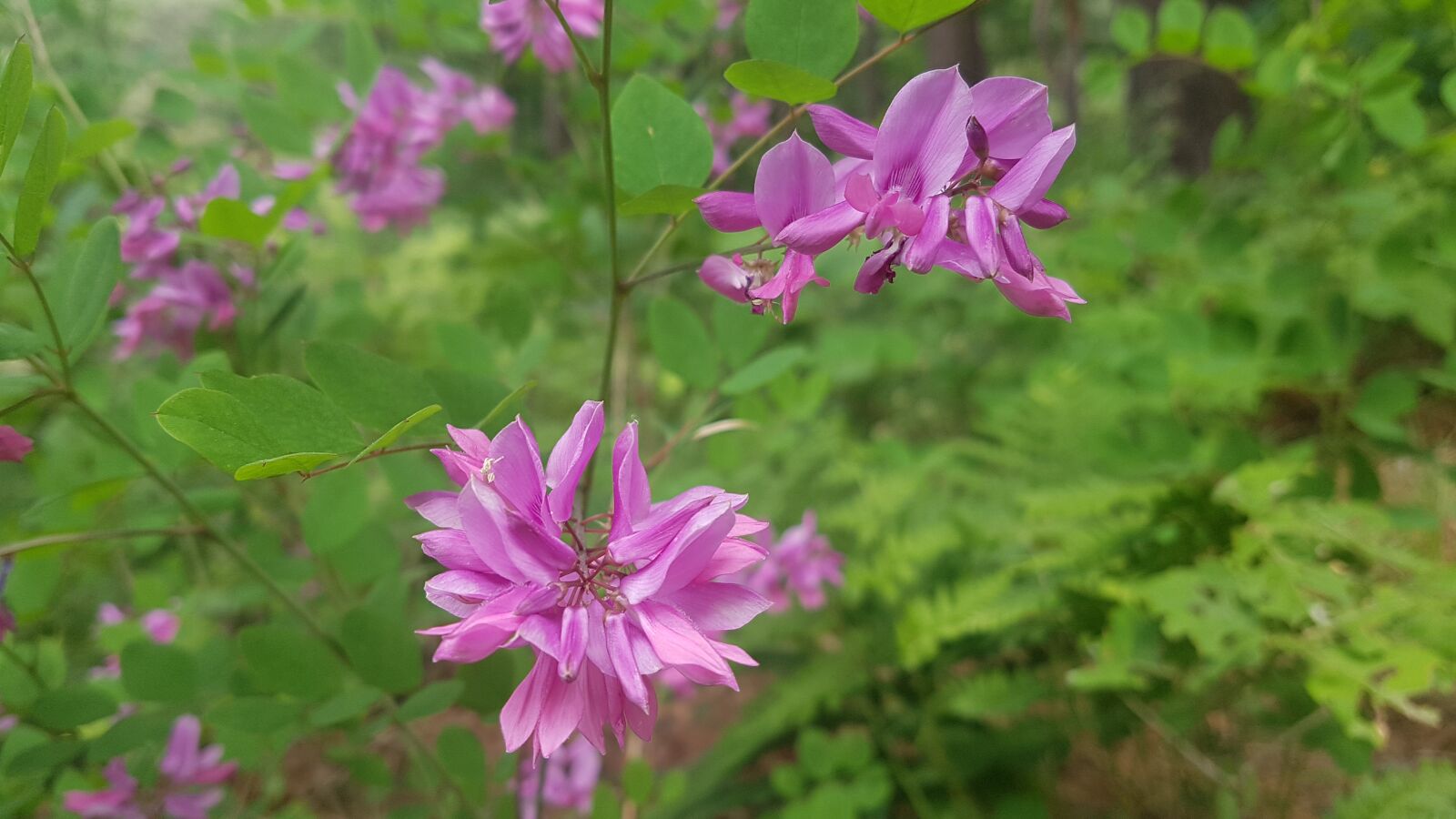Samsung Galaxy S7 sample photo. Purple, flowers, bloom photography