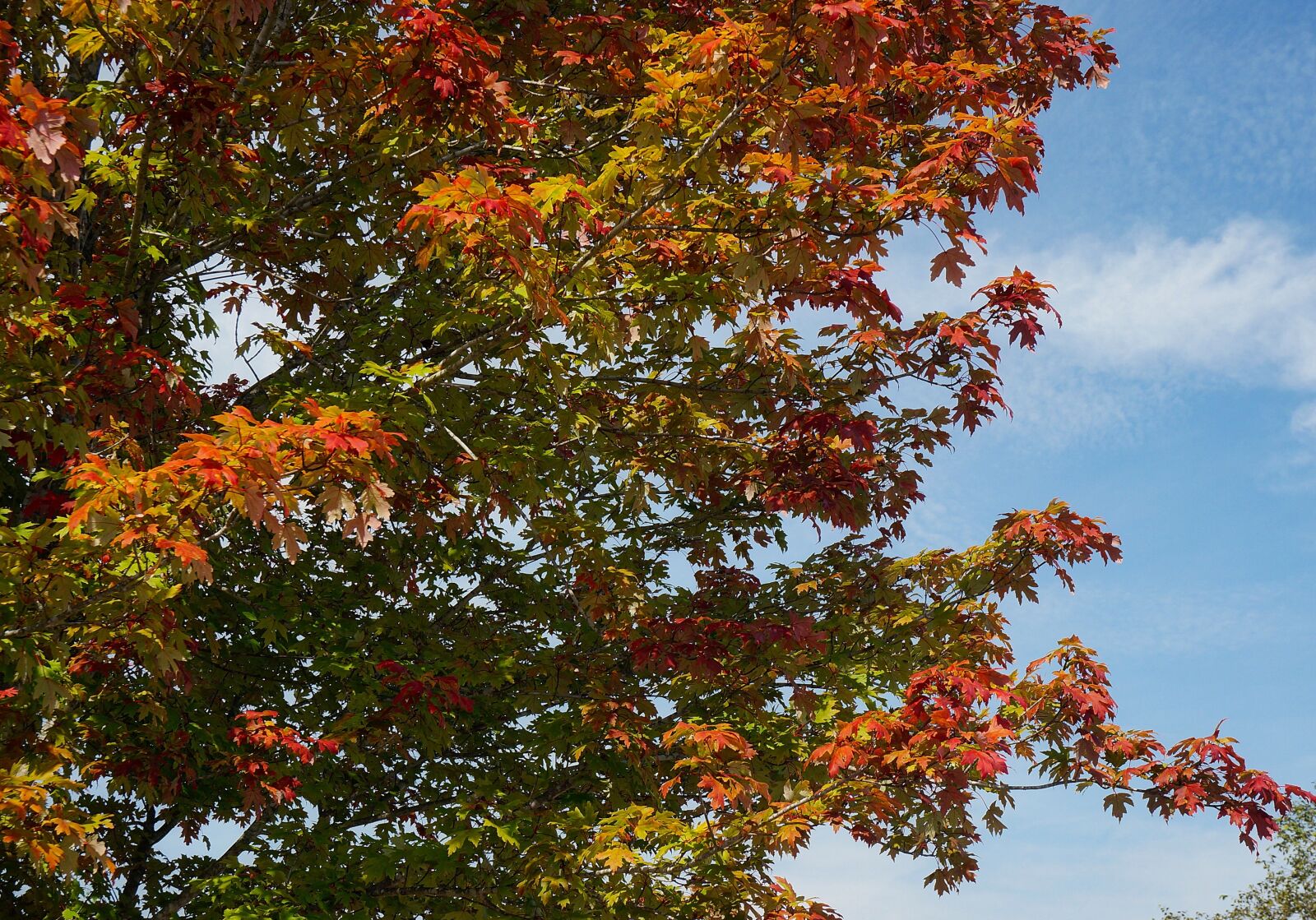 Sony Alpha NEX-5T sample photo. Maple leaves, leaves, maple photography