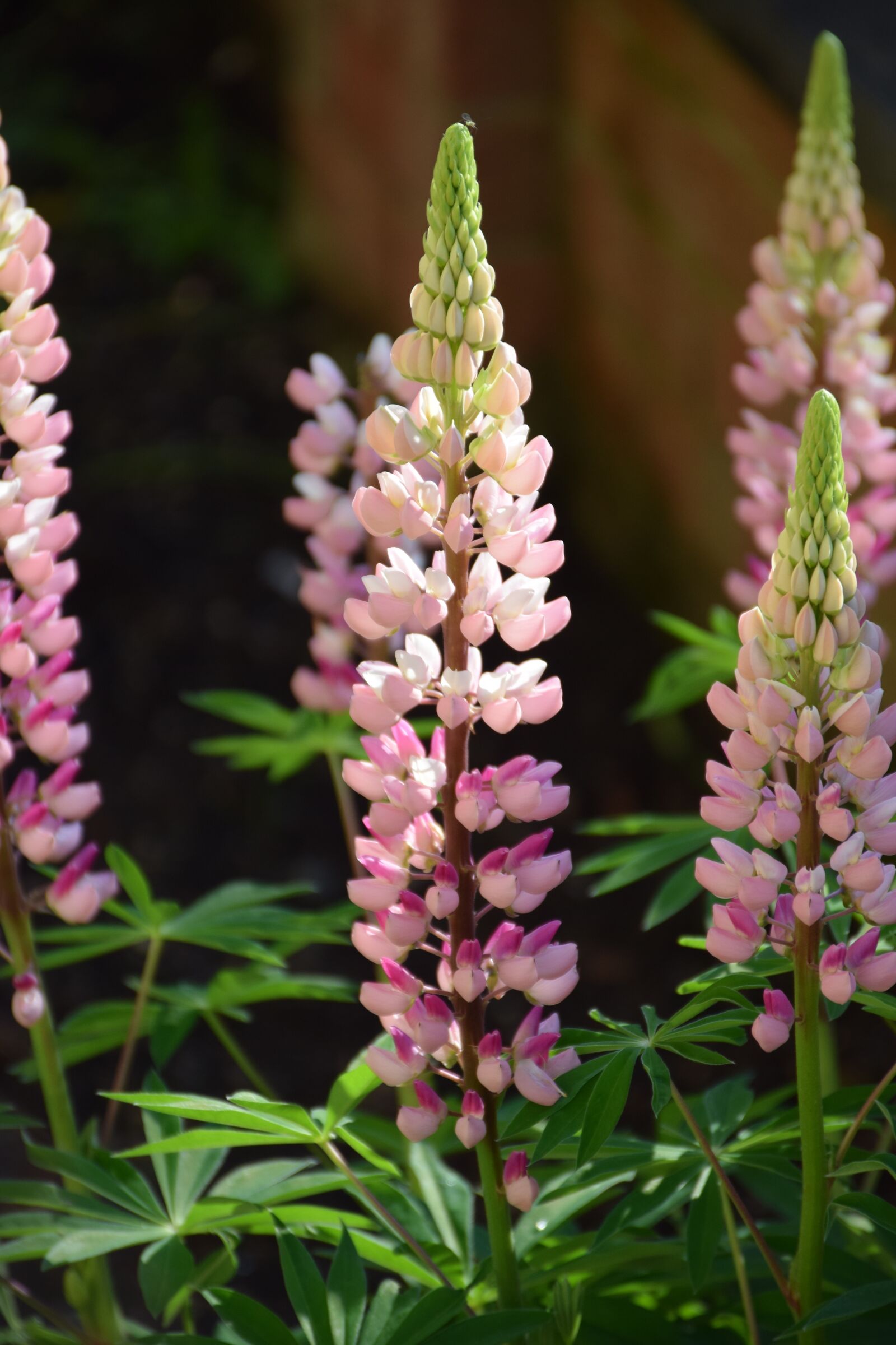 Nikon D5300 sample photo. Lupine, beautiful, blossom photography