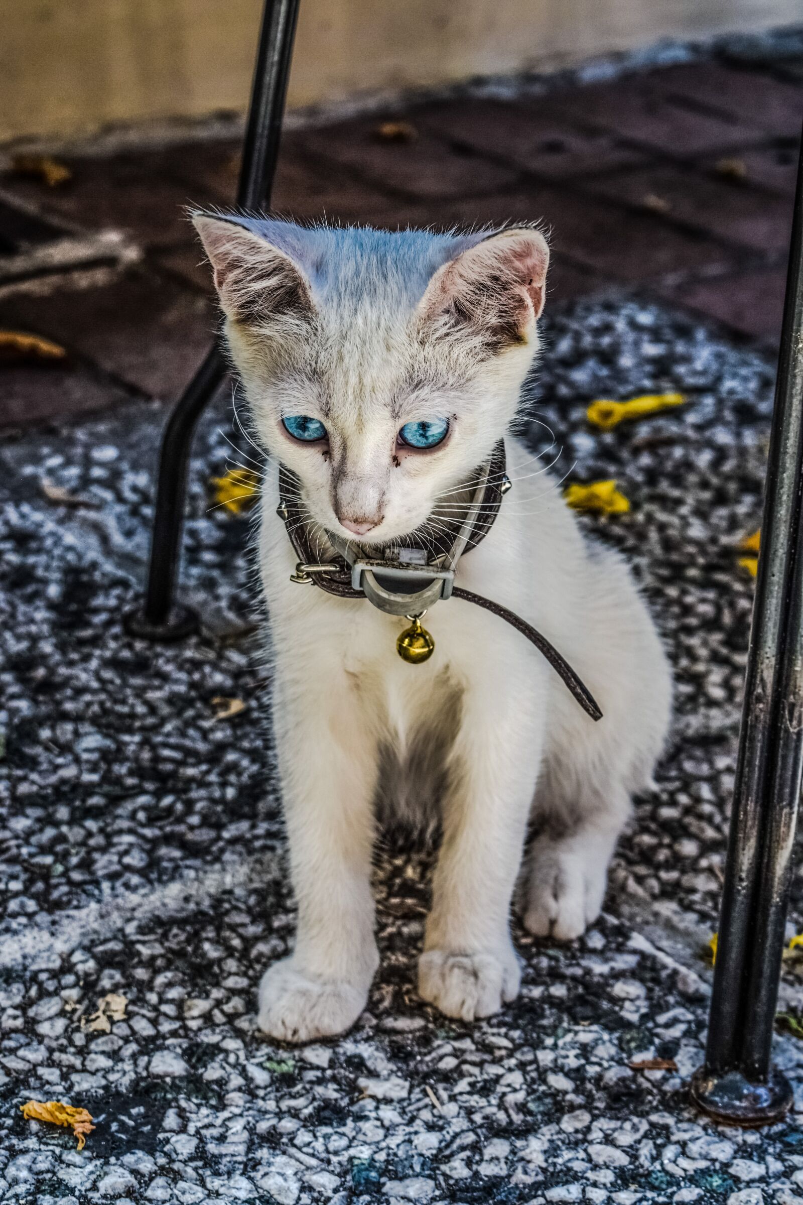 Nikon D3300 sample photo. Cat, cute, animal photography