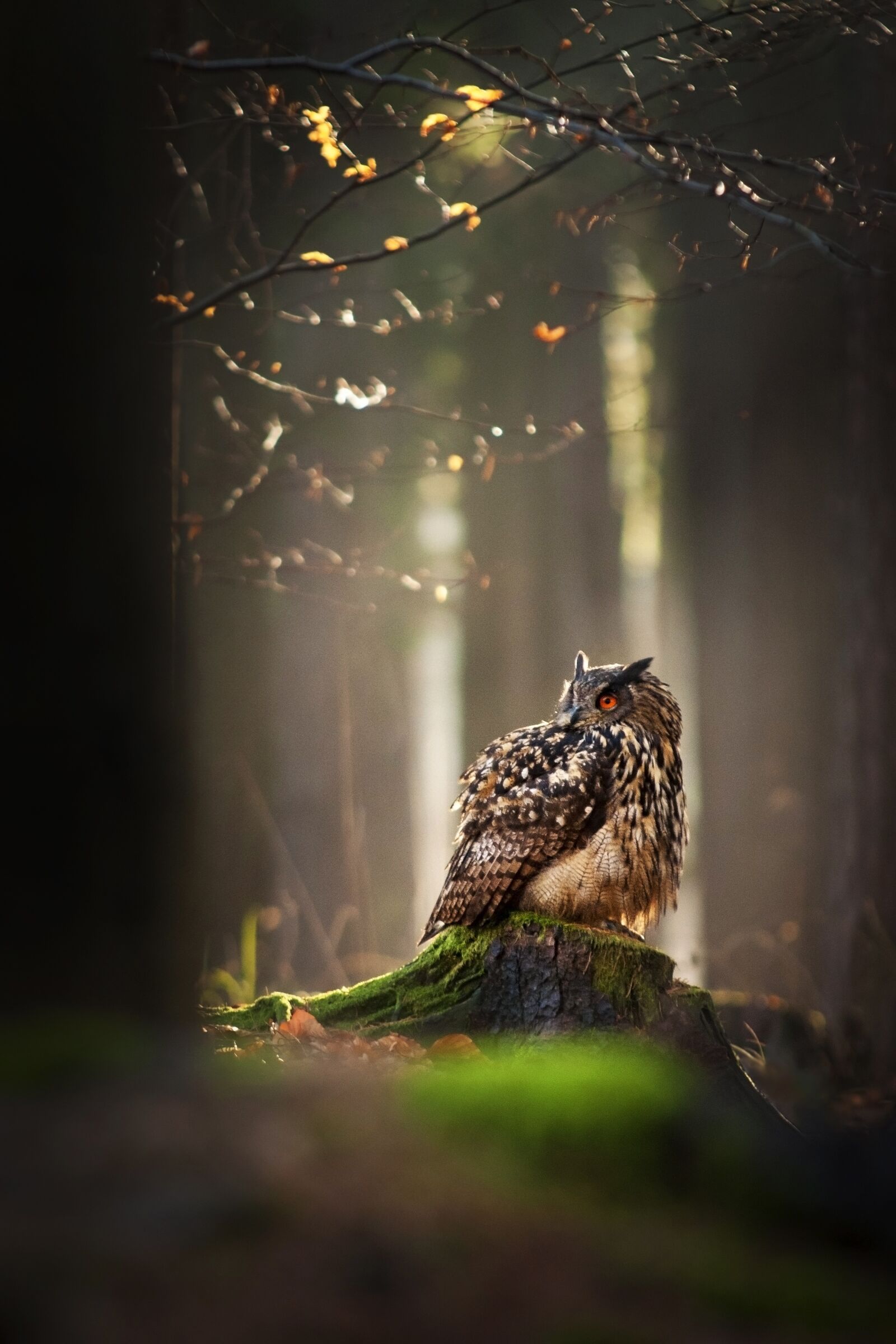 Nikon D300 sample photo. Owl, bird, forest photography