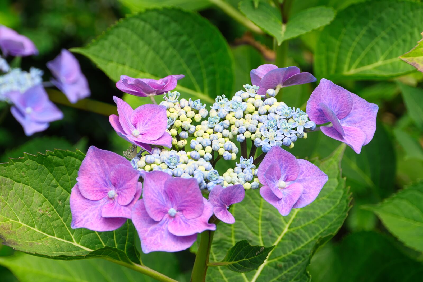 Sony SLT-A58 + Sony DT 18-200mm F3.5-6.3 sample photo. Hydrangea, purple, hydrangea flower photography