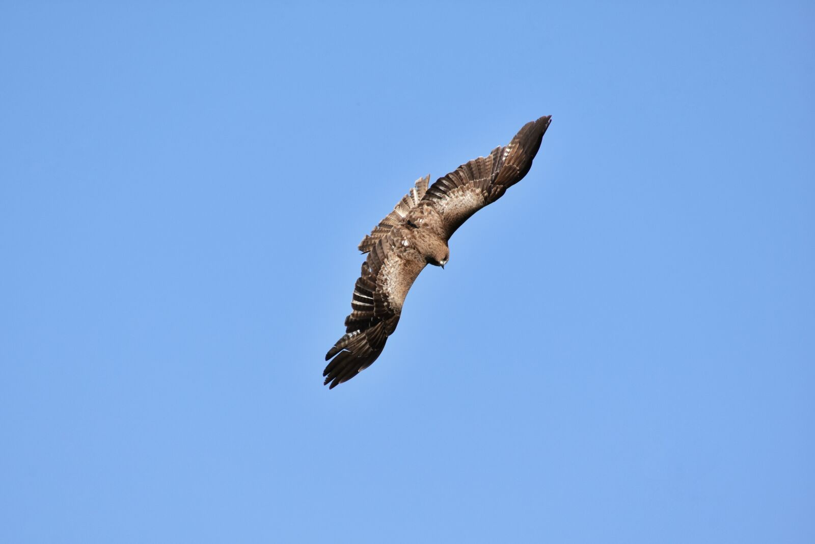 Nikon D7200 sample photo. Animal, sky, bird photography