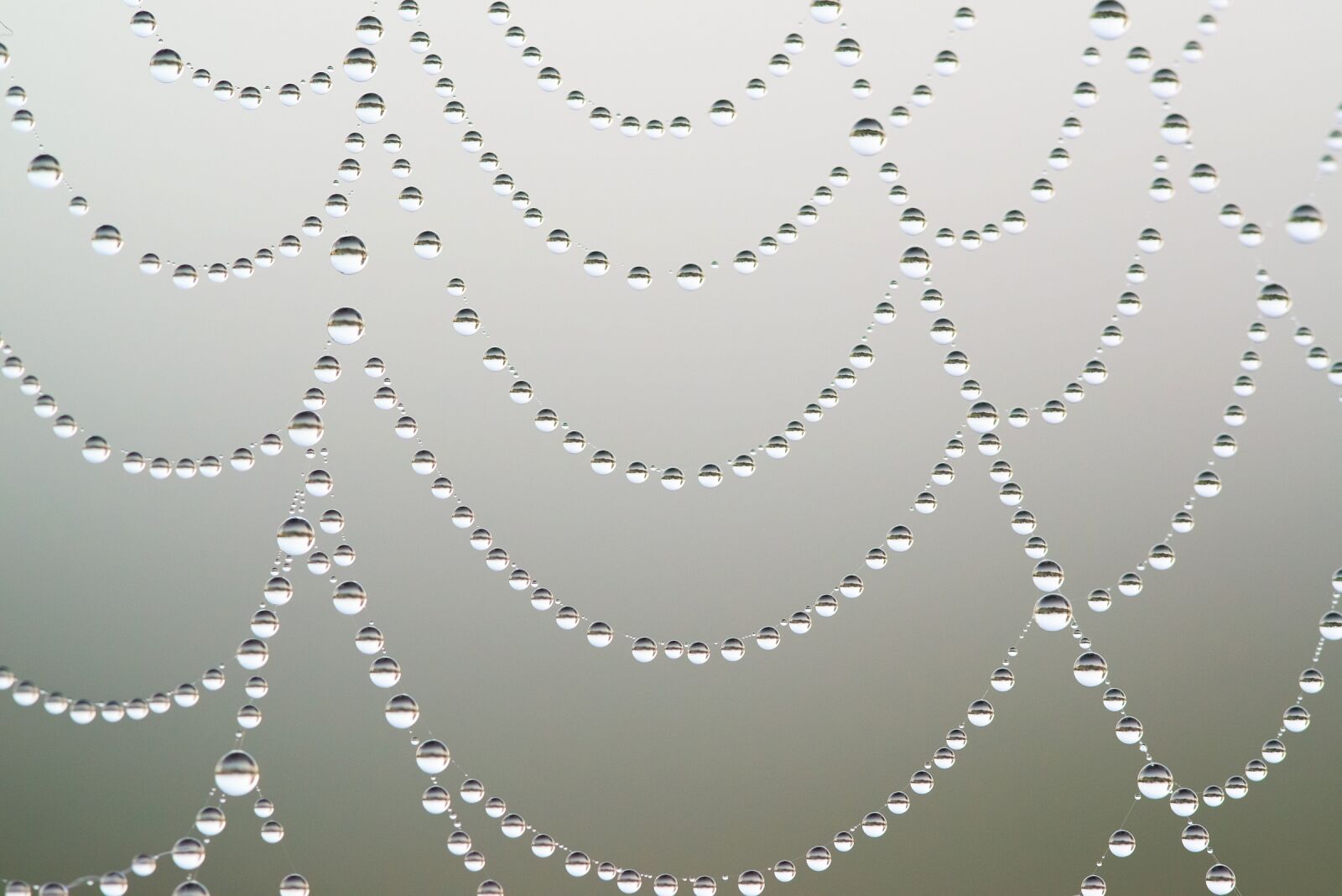 Nikon D600 sample photo. Cobweb, web, dewdrop photography