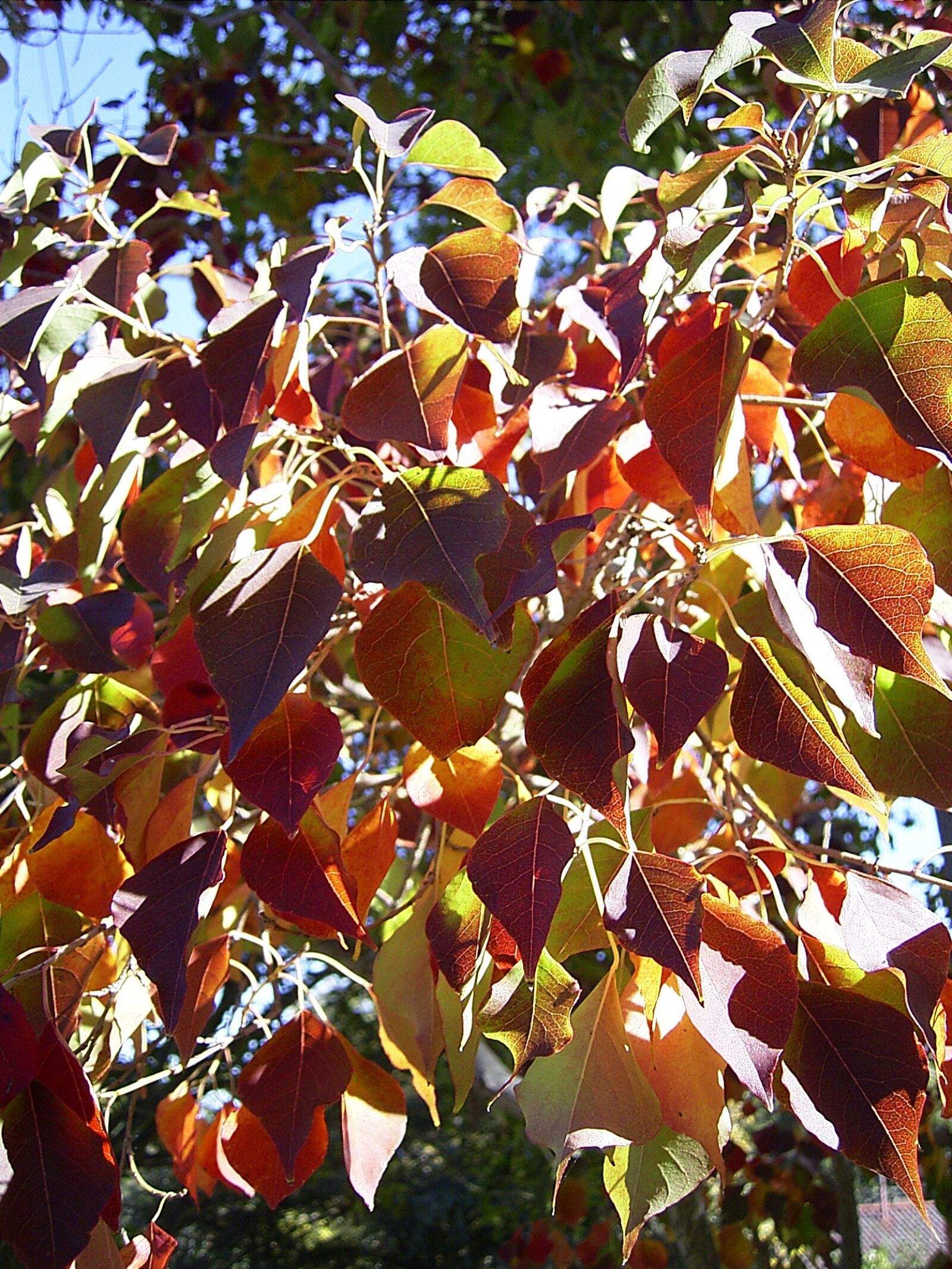 Ricoh Caplio RR30 sample photo. Leaf, leaves, tree photography