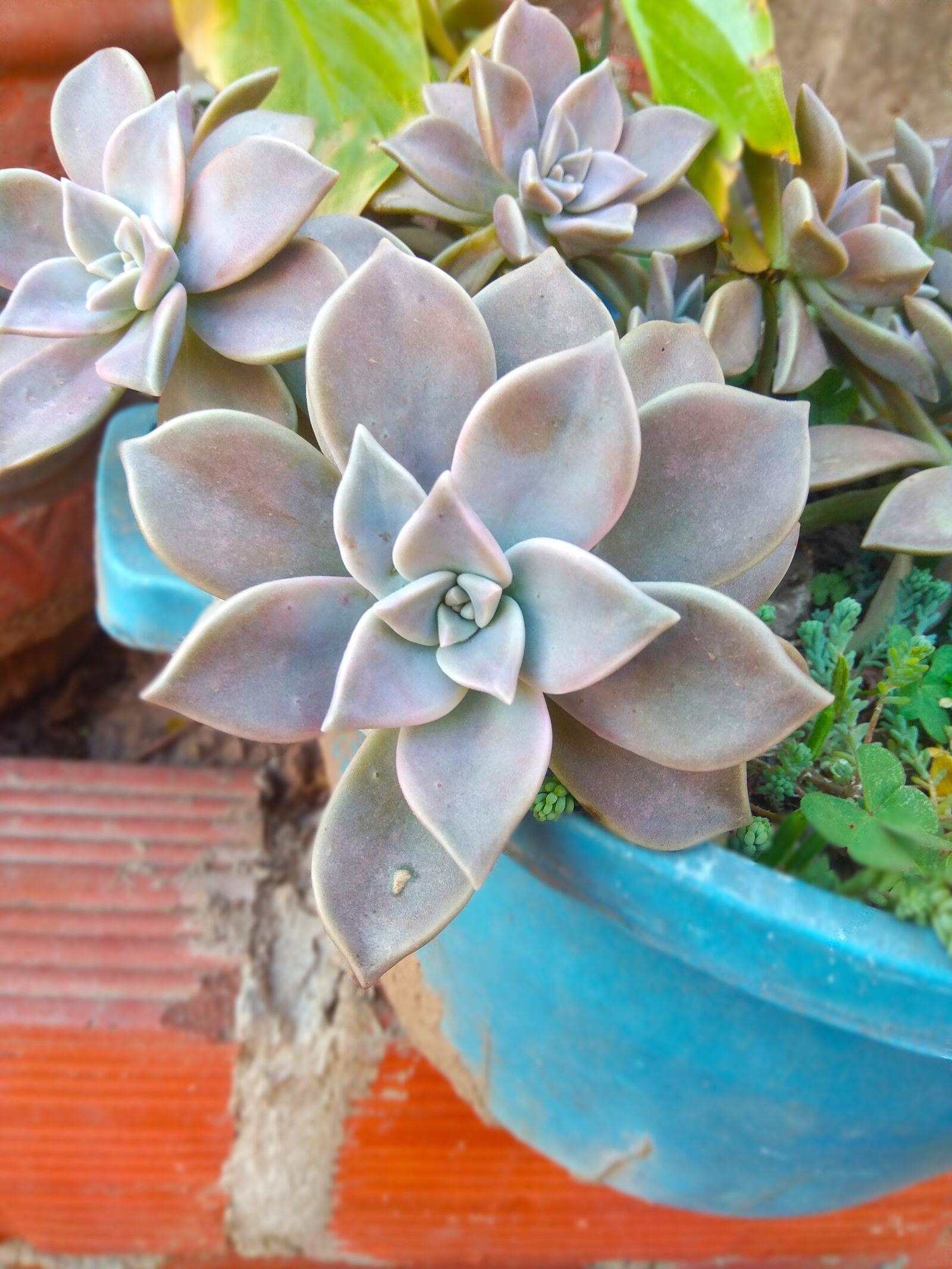 Xiaomi Redmi Note 4 sample photo. Succulent, nature, plants photography