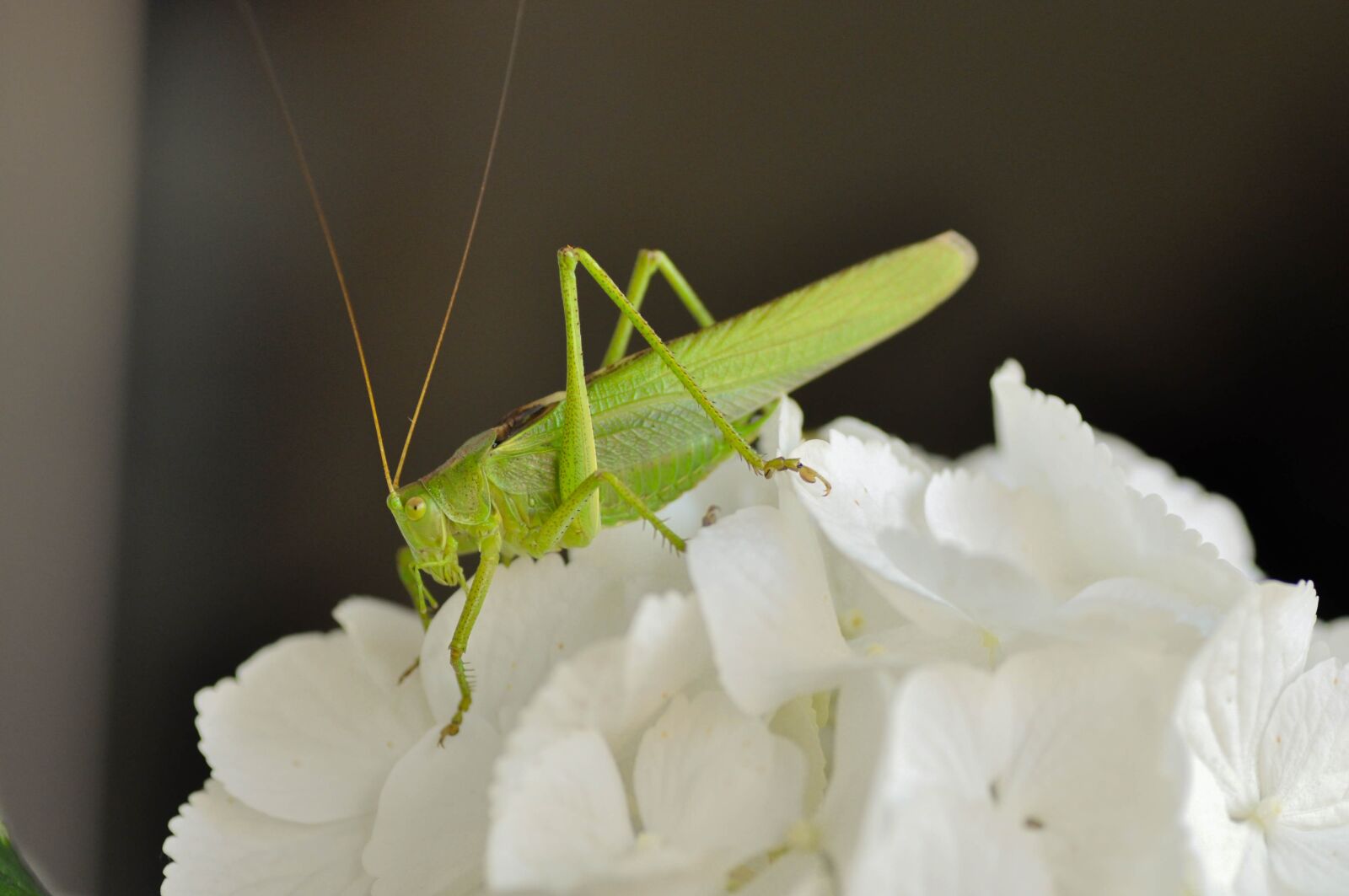 Tamron SP 90mm F2.8 Di VC USD 1:1 Macro sample photo. Grasshopper, insecta, green photography