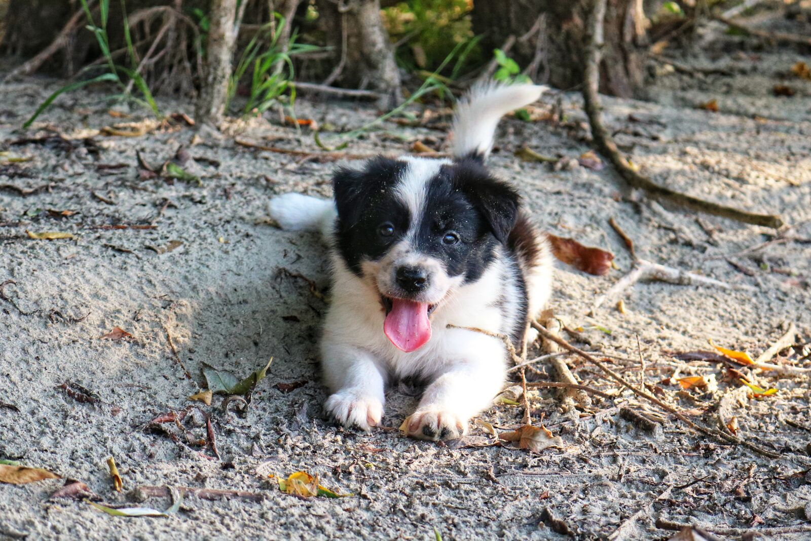 Canon EOS 750D (EOS Rebel T6i / EOS Kiss X8i) sample photo. Dog, cars, game photography