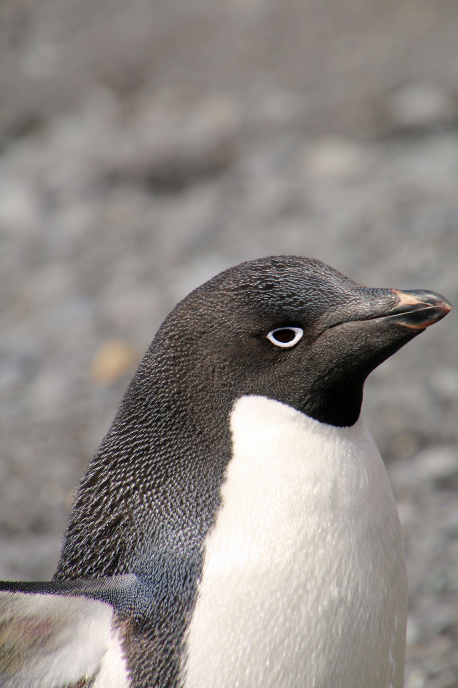 Canon EOS 70D sample photo. Antarctica, antarctic peninsula, brown photography