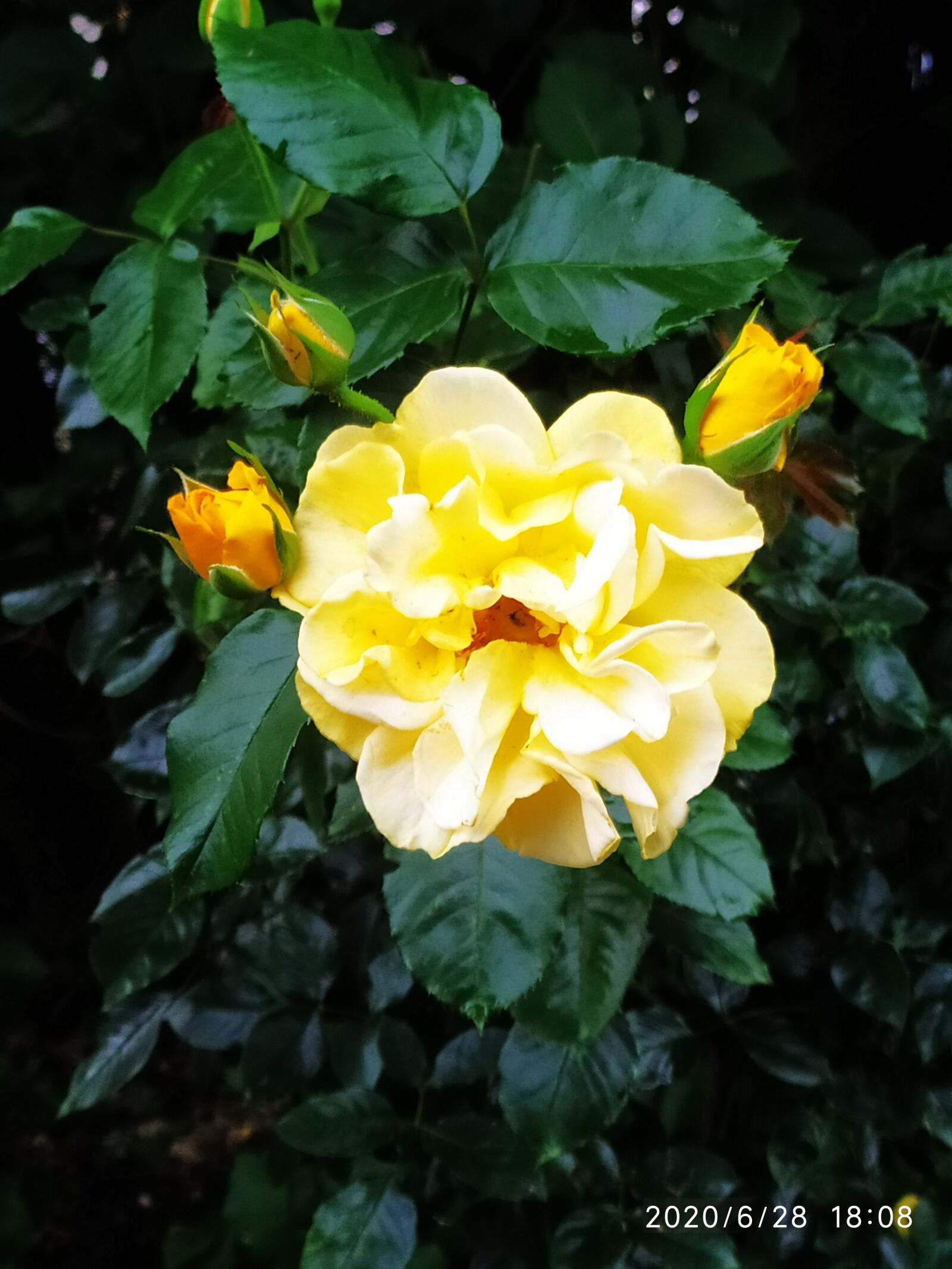 Xiaomi Redmi Note 7 sample photo. Flowers, nature, summer photography