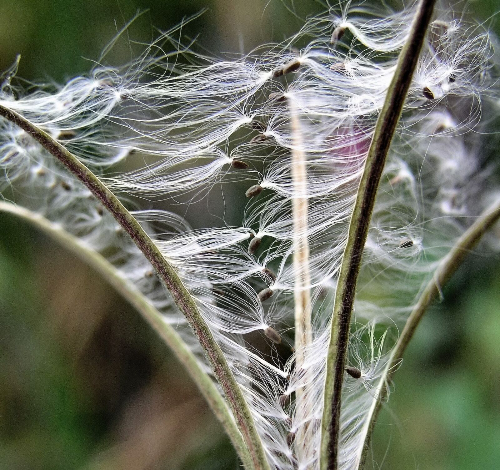 Olympus C5050Z sample photo. Nature, flora, outdoors photography
