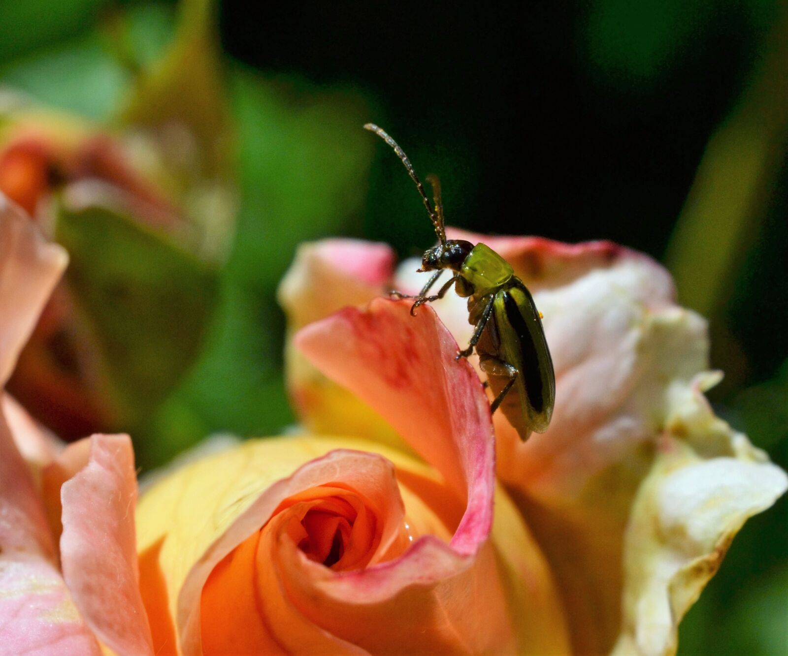 Nikon D3100 sample photo. Green beetle, rose, insect photography