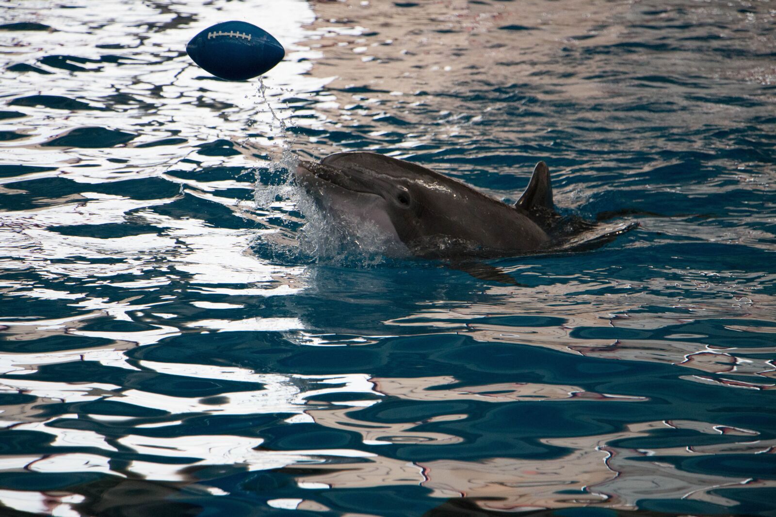 Canon EOS 70D sample photo. Dolphin, aquarium, nature photography