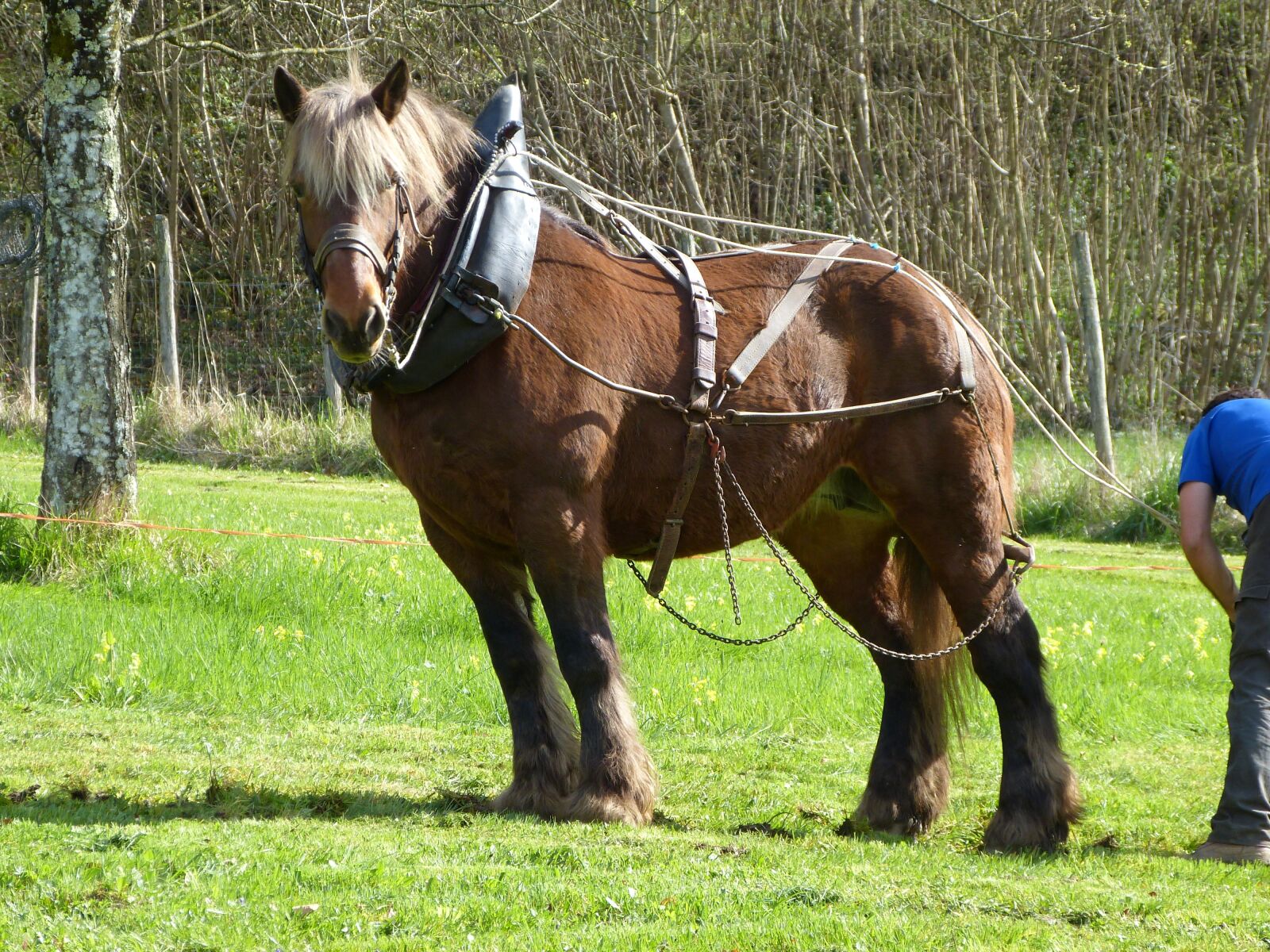 Panasonic Lumix DMC-FZ150 sample photo. Labour, percheron, mountain photography