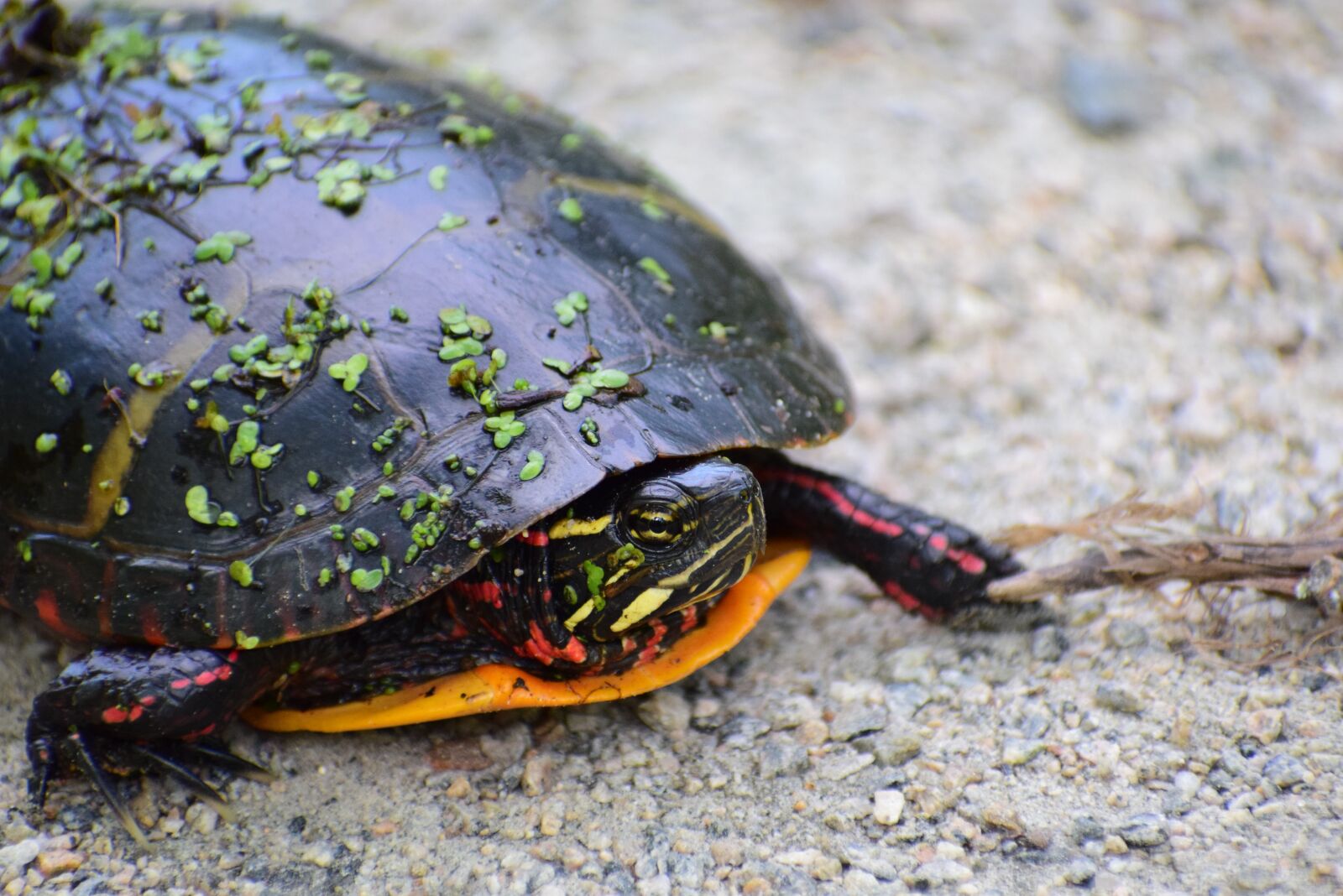 Nikon D3300 sample photo. Turtle, painted turtle, reptile photography