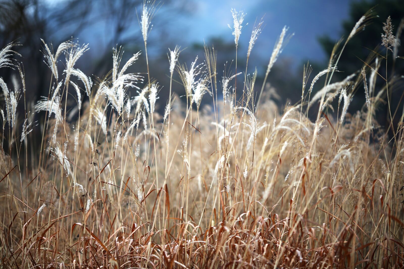 Canon EOS 5D Mark III + Canon EF 135mm F2L USM sample photo. Reed, autumn, nature photography