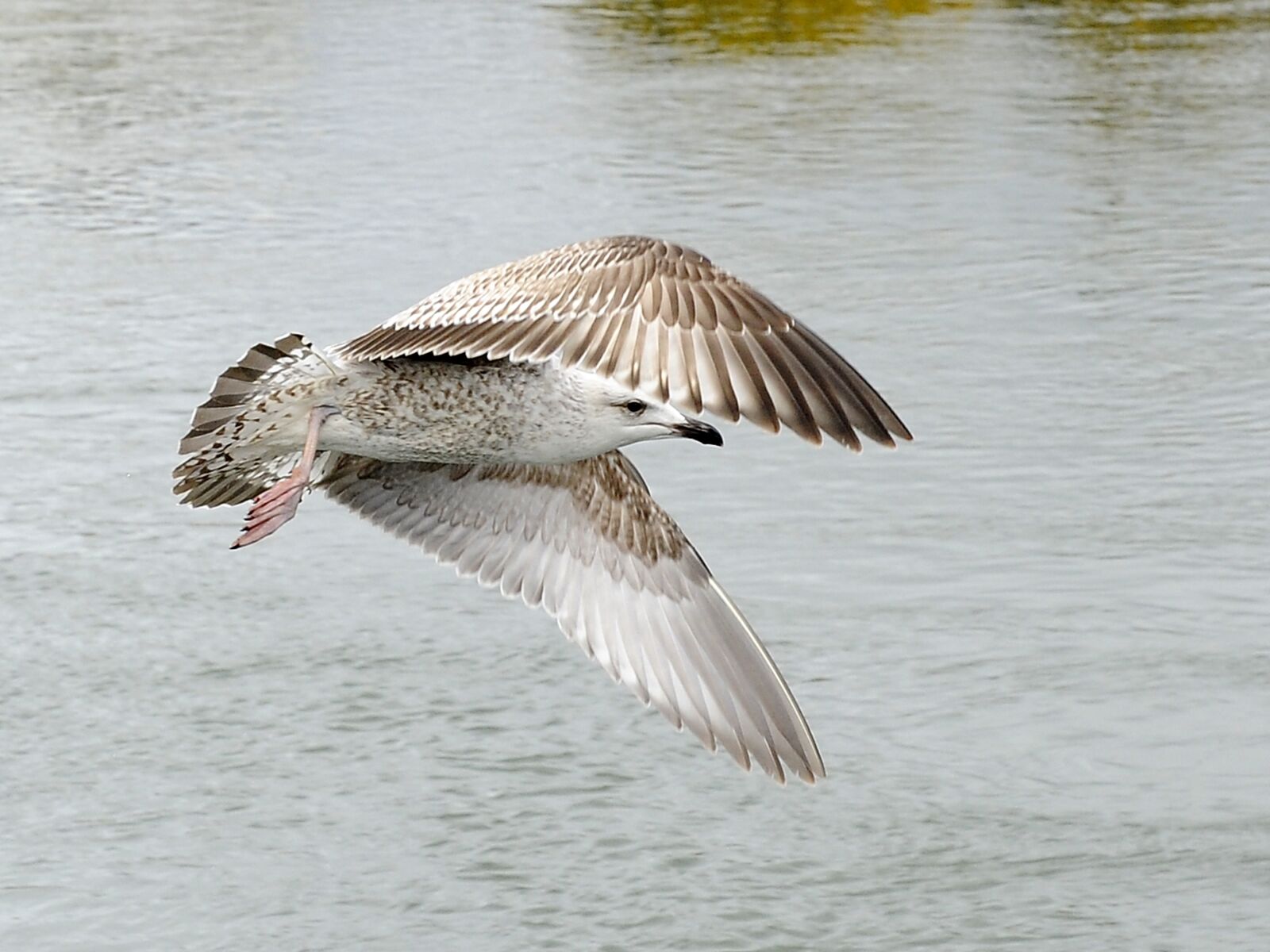 Nikon D3 sample photo. Bird, water, feather photography