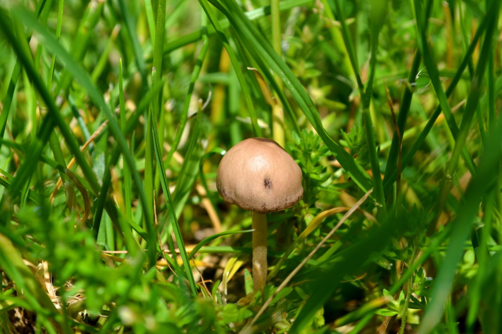 Nikon D3100 sample photo. Mushroom, rain, summer photography