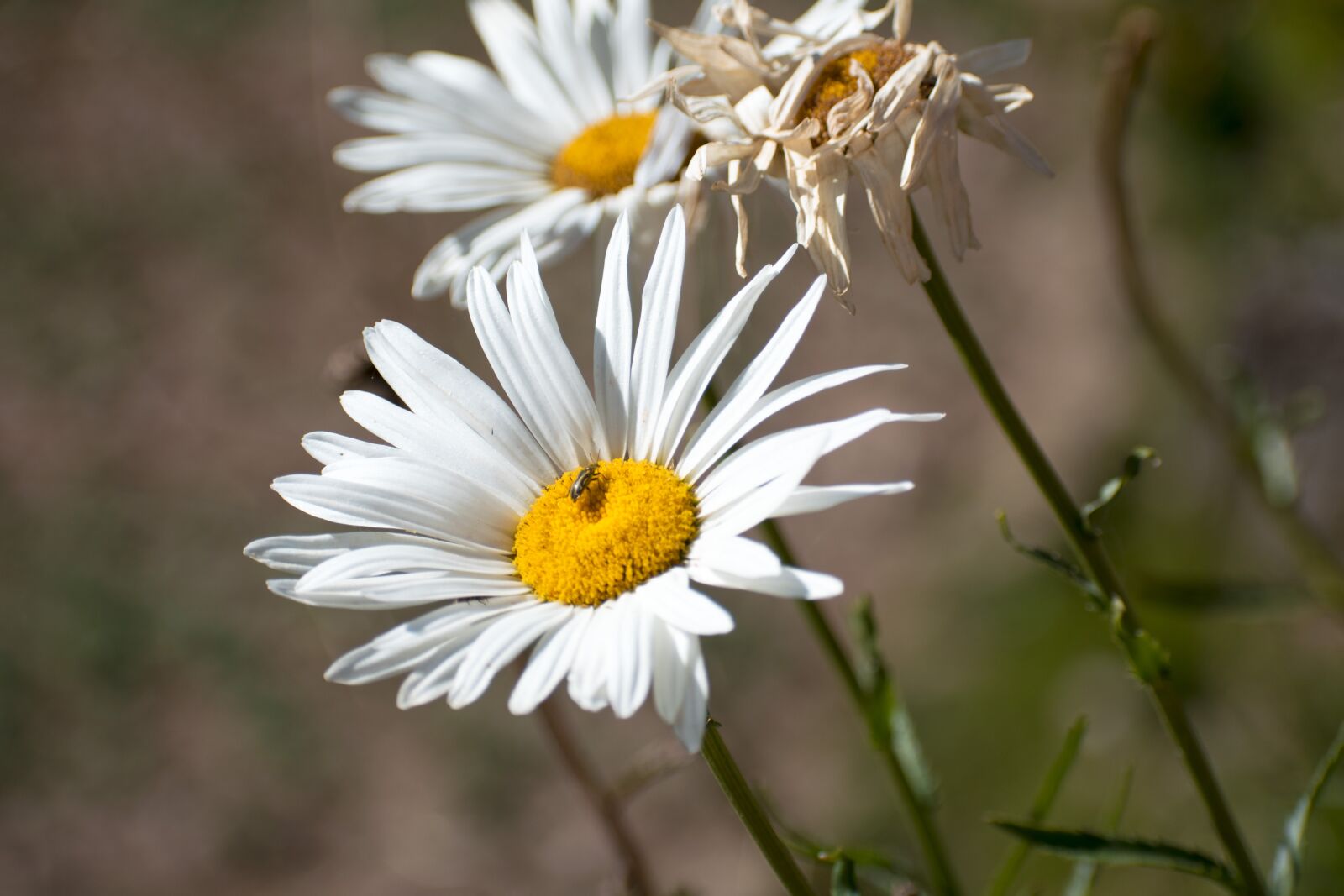 Nikon D3300 sample photo. Flowers, plants, flower photography