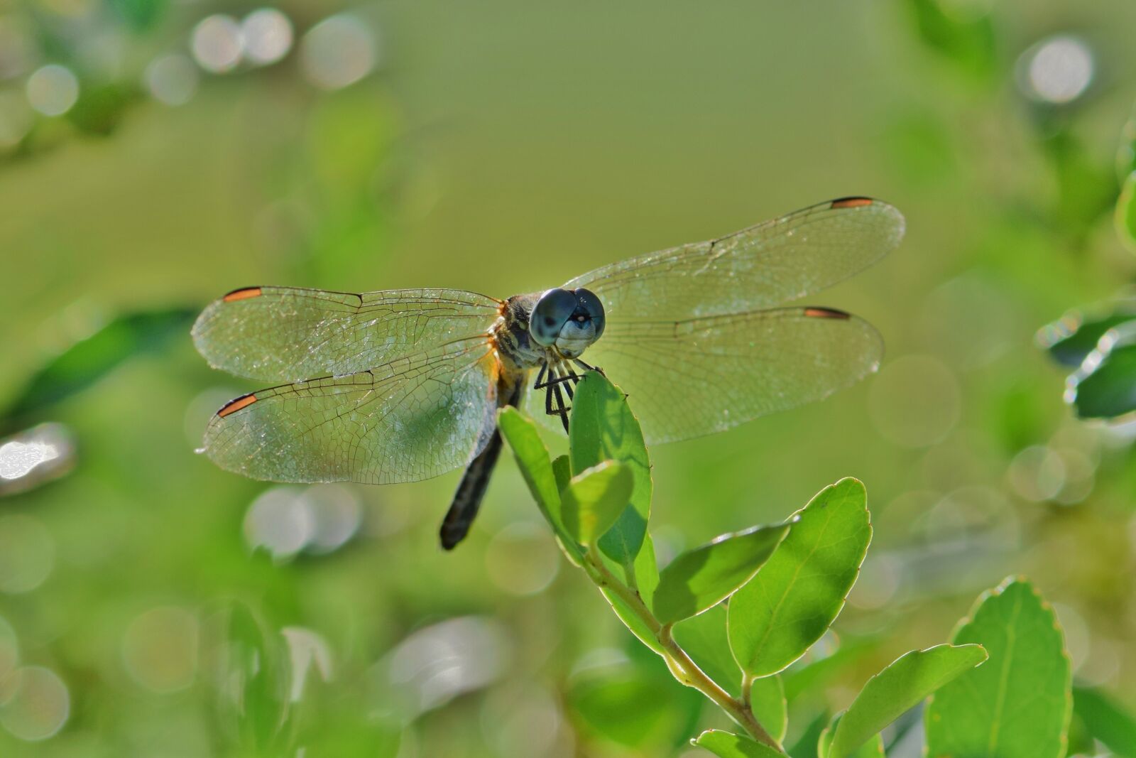 Nikon D5300 sample photo. Dragonfly, insect, winged insect photography