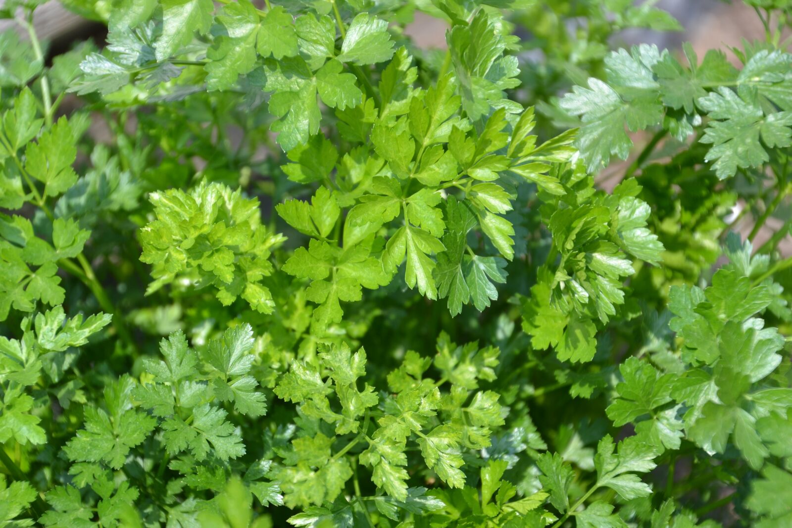Nikon D3100 sample photo. Parsley, herbs, food photography