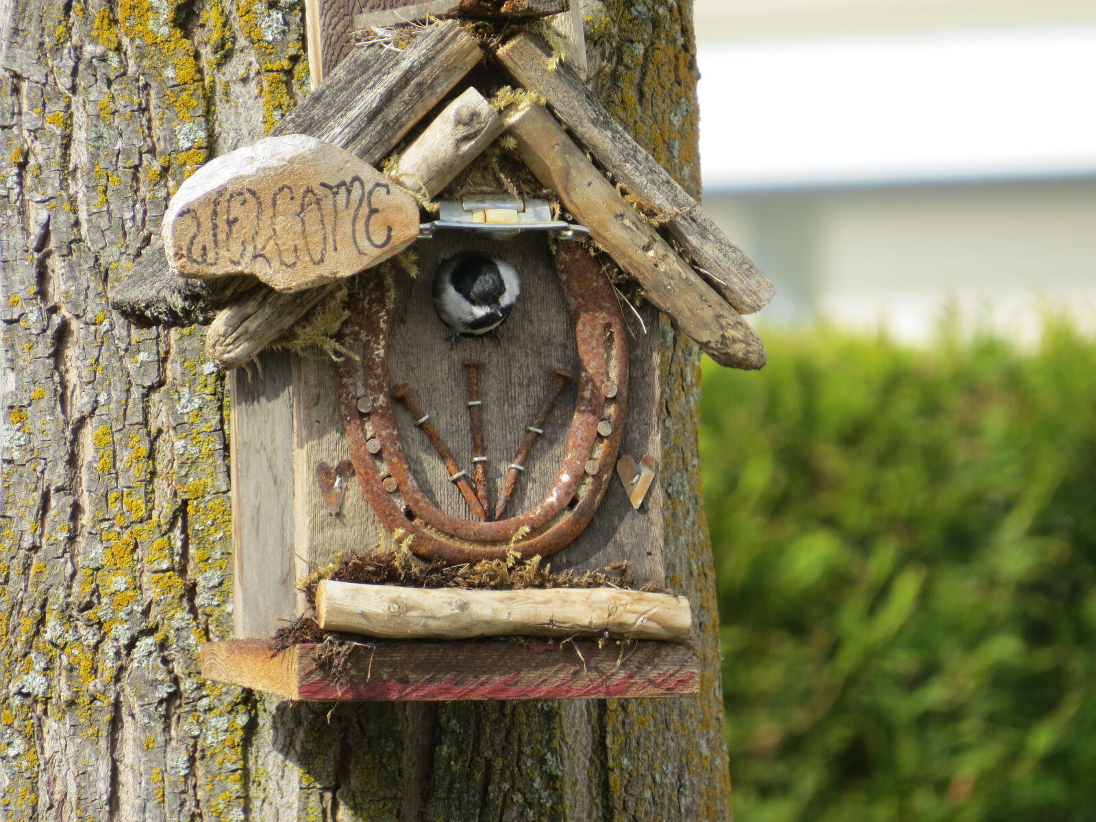 Canon PowerShot SX50 HS sample photo. Black, capped, chickadee photography