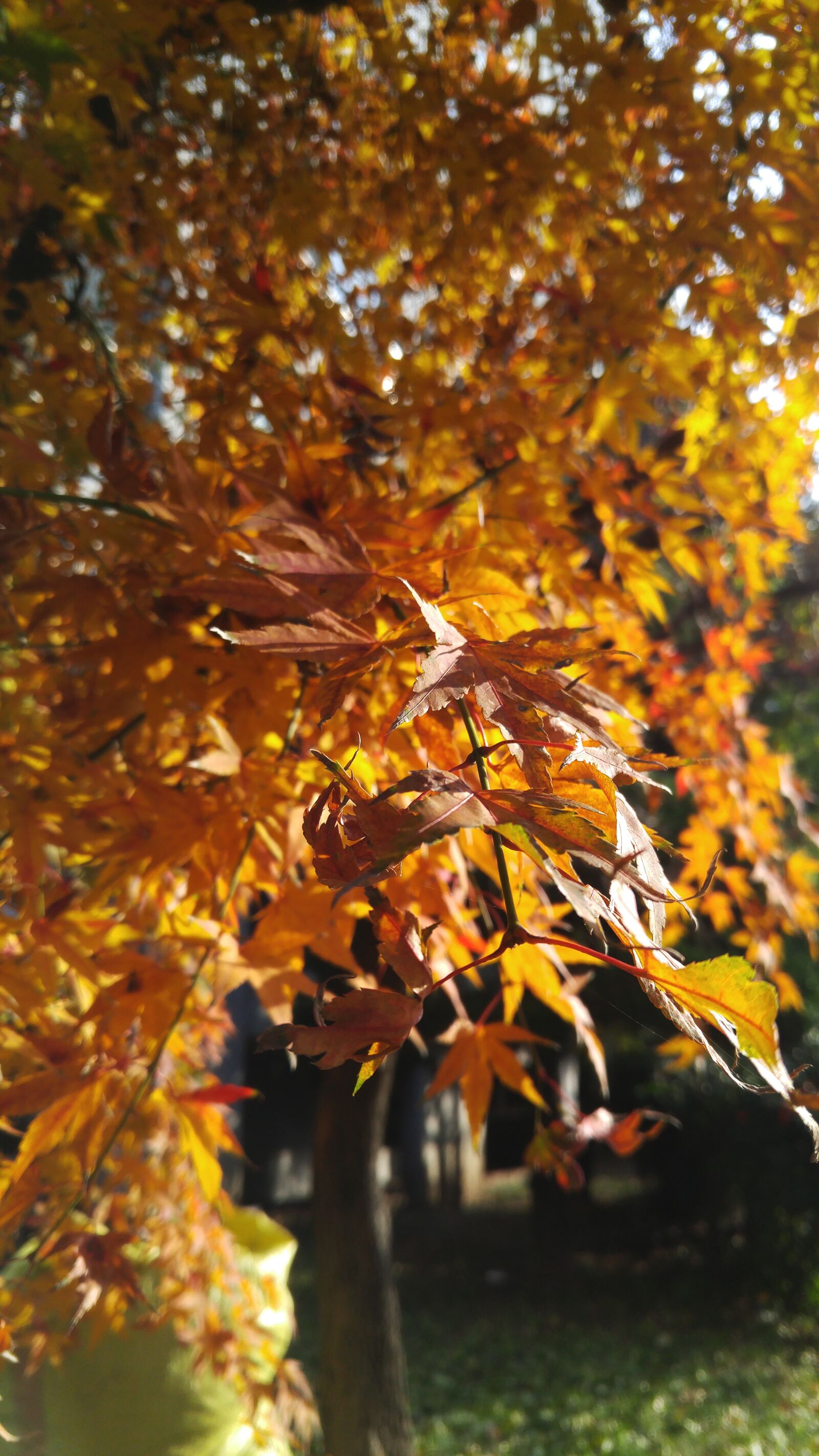 LG G4 sample photo. Autumn leaves, autumn, wood photography