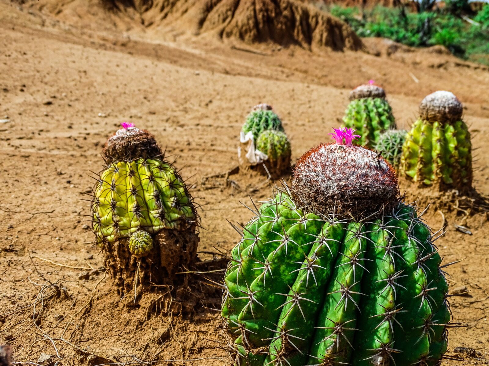 Sony Cyber-shot DSC-HX400V sample photo. Cactus, cactus blossom, desert photography