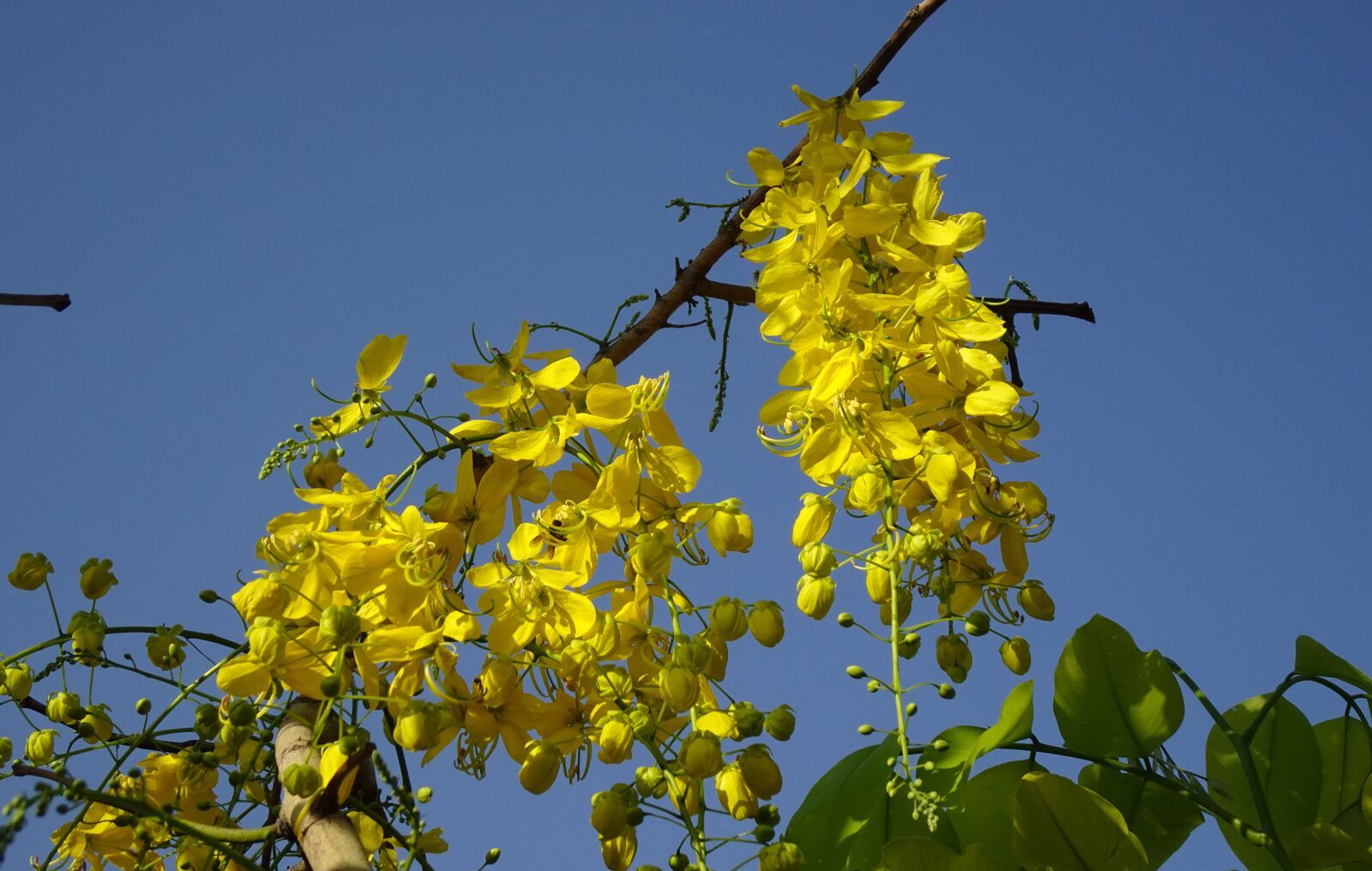 Sony DSC-WX800 sample photo. Cassia fistula, flower, yellow photography