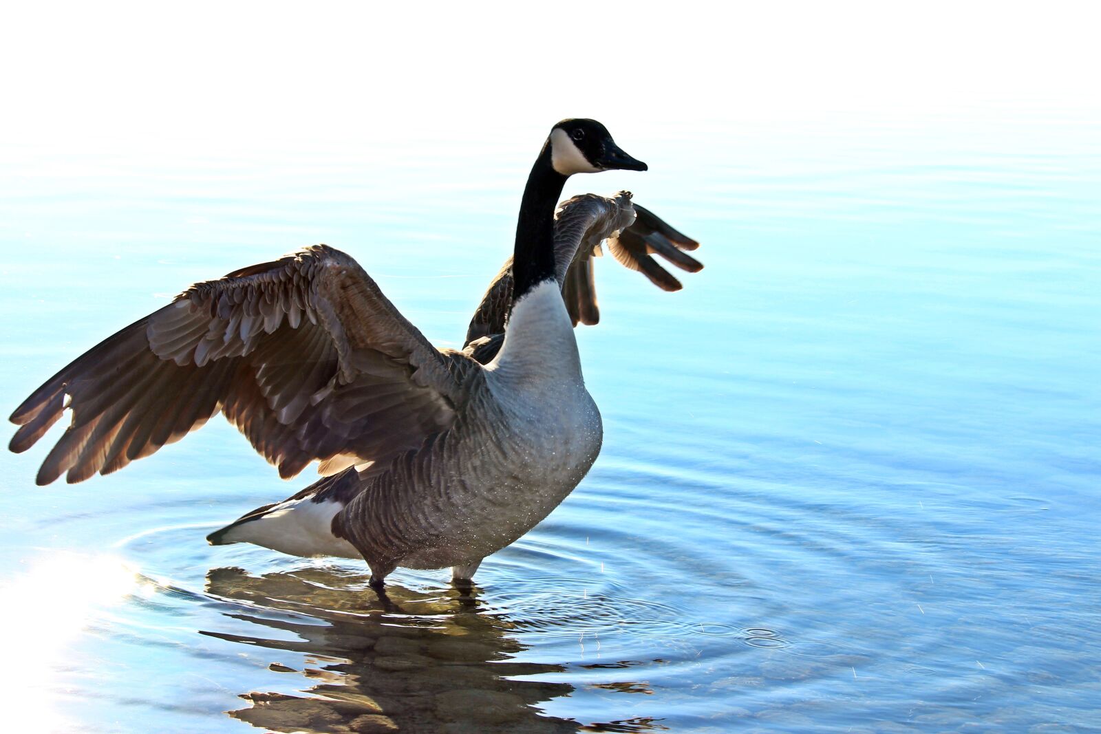 Canon EOS 700D (EOS Rebel T5i / EOS Kiss X7i) sample photo. Lake, goose, water photography