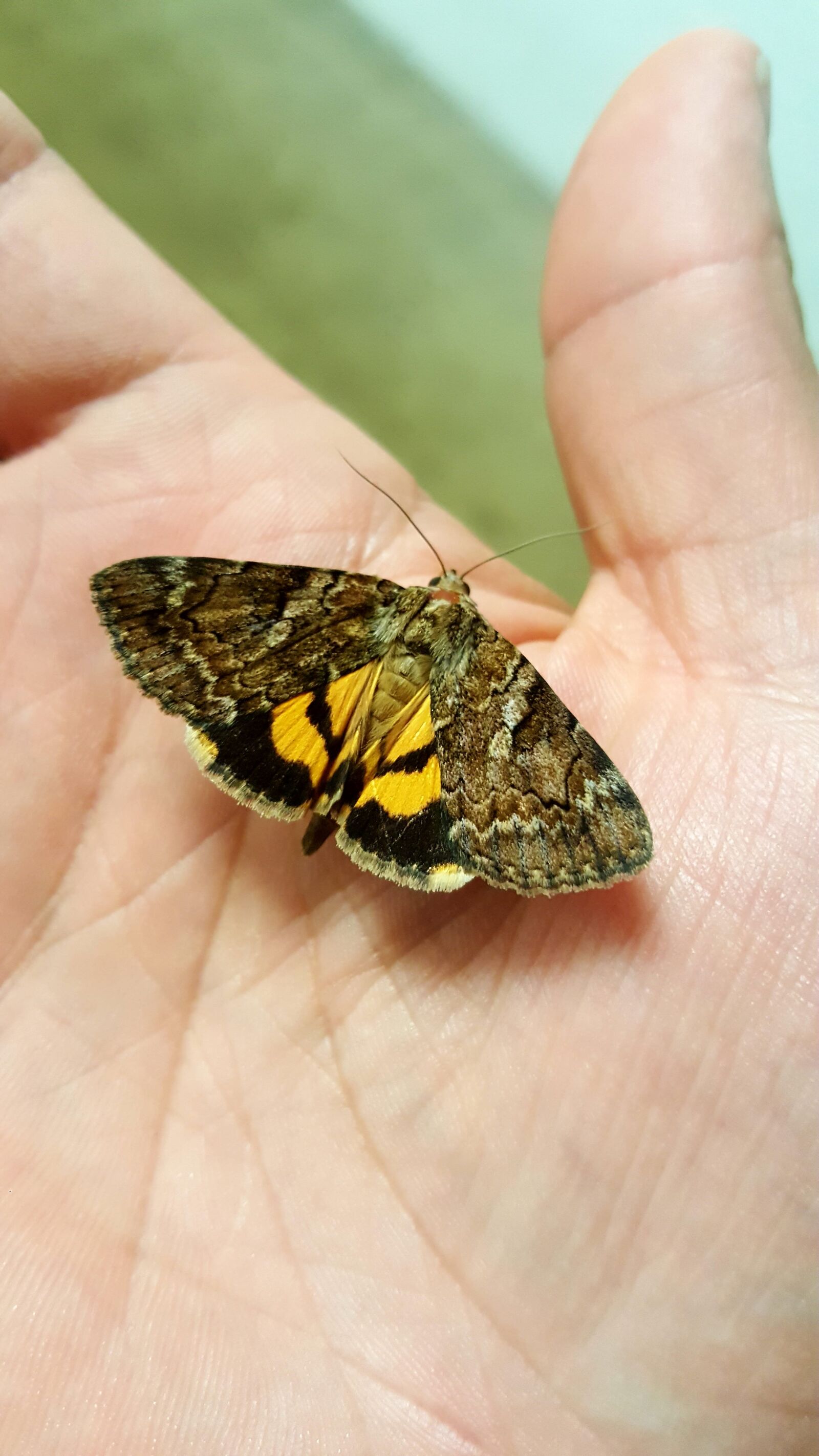 Samsung Galaxy Note5 sample photo. Delilah, underwing, moth photography