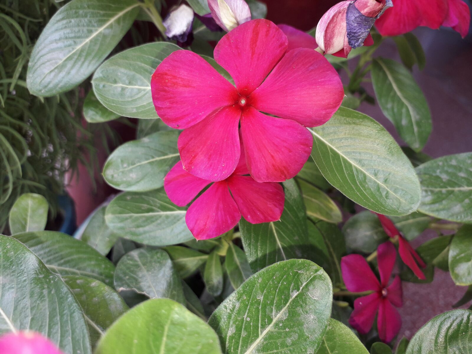 Samsung Galaxy J6 sample photo. Flowers, red, india photography