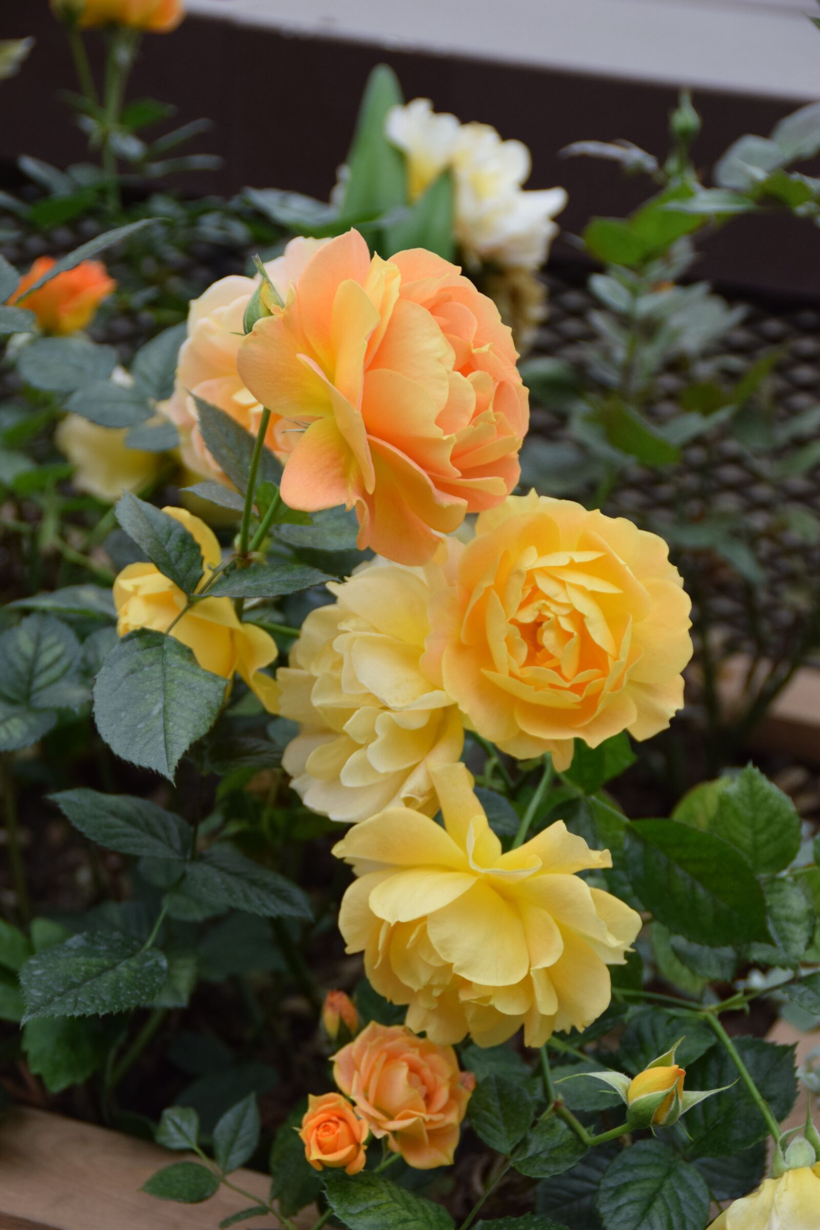 Nikon D5300 sample photo. Roses, flowers, yellow photography