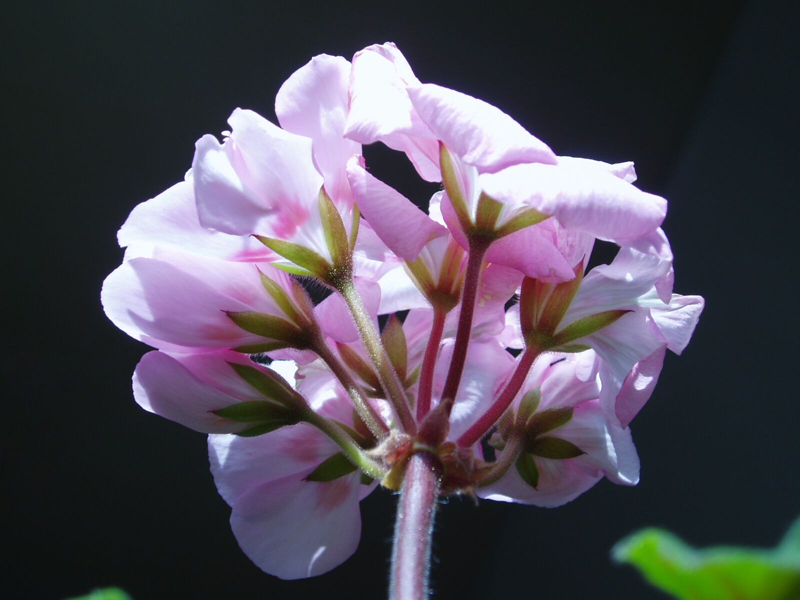 Olympus u20D,S400D,u400D sample photo. Cyclamen, flowers, pink photography