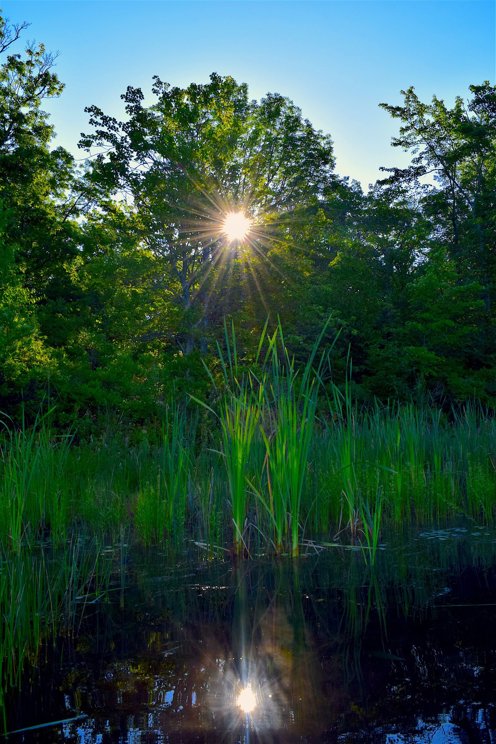 Nikon D3300 sample photo. Lake, sun, reeds photography
