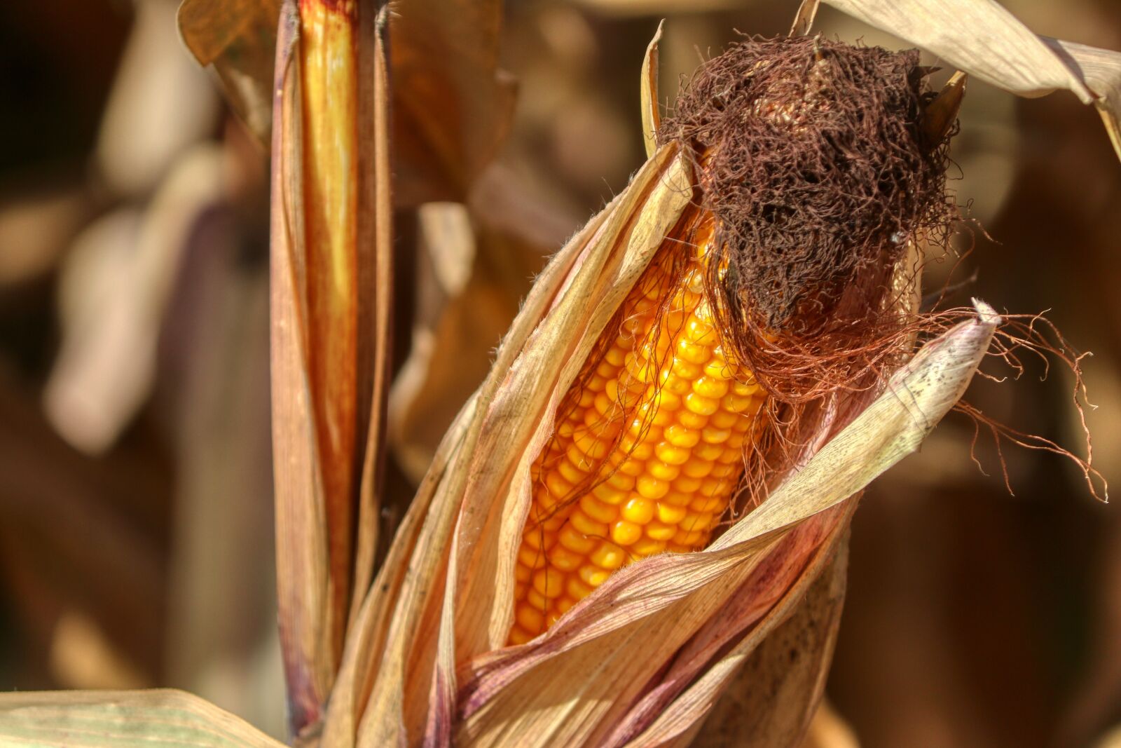 Canon EOS 80D sample photo. Corn on the cob photography