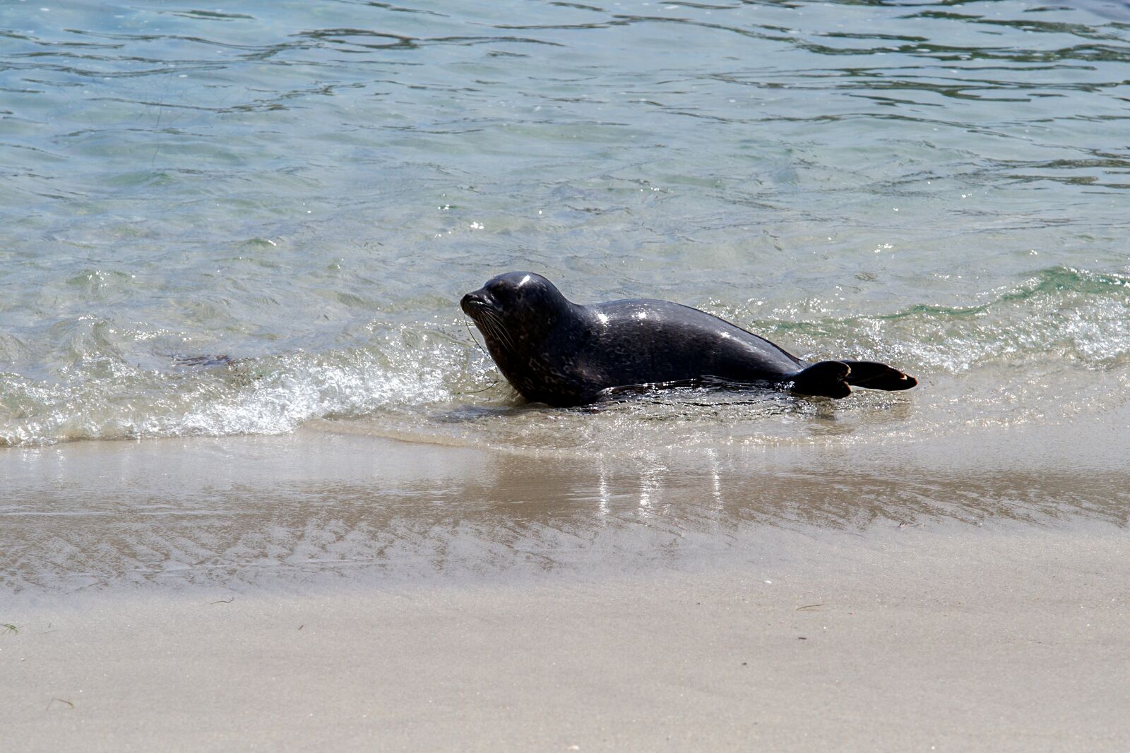 Canon EOS 7D sample photo. Robbe, seal, aquatic animal photography