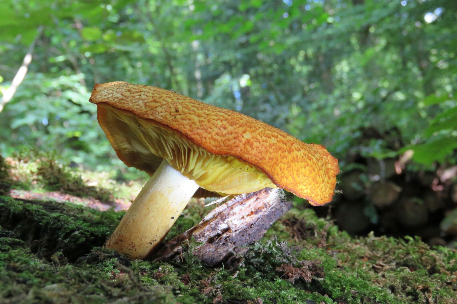 Canon PowerShot SX60 HS sample photo. Fungi, mushroom, nature photography