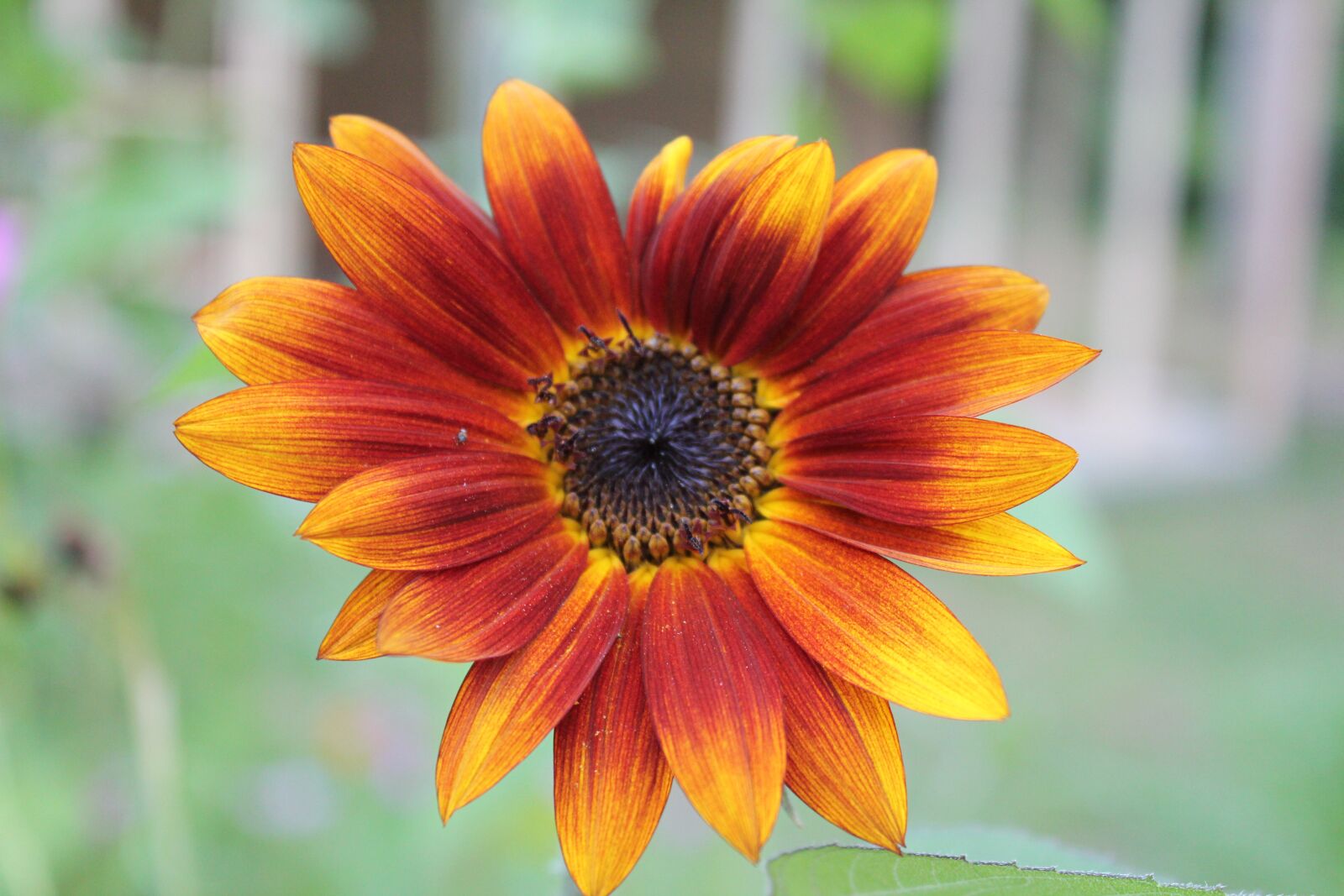Canon EOS 550D (EOS Rebel T2i / EOS Kiss X4) sample photo. Nature, summer, flower photography