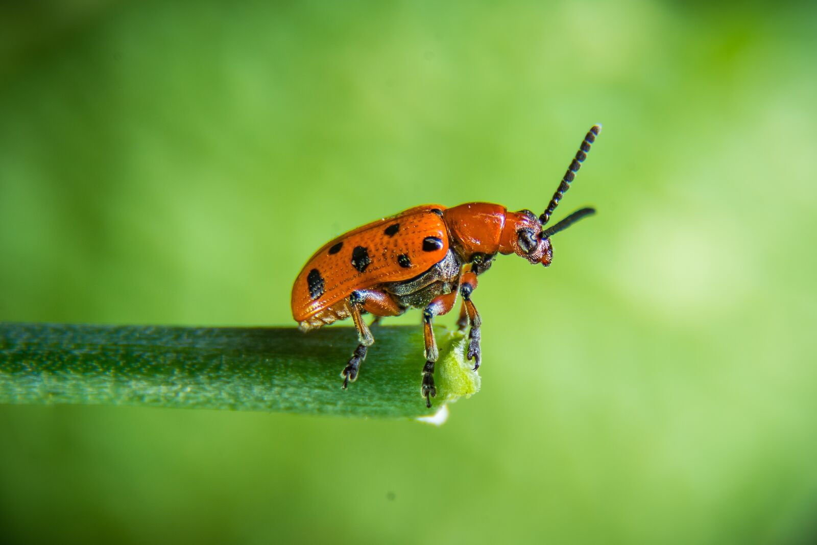 Nikon D7200 sample photo. Beetle, rape beetle, insect photography