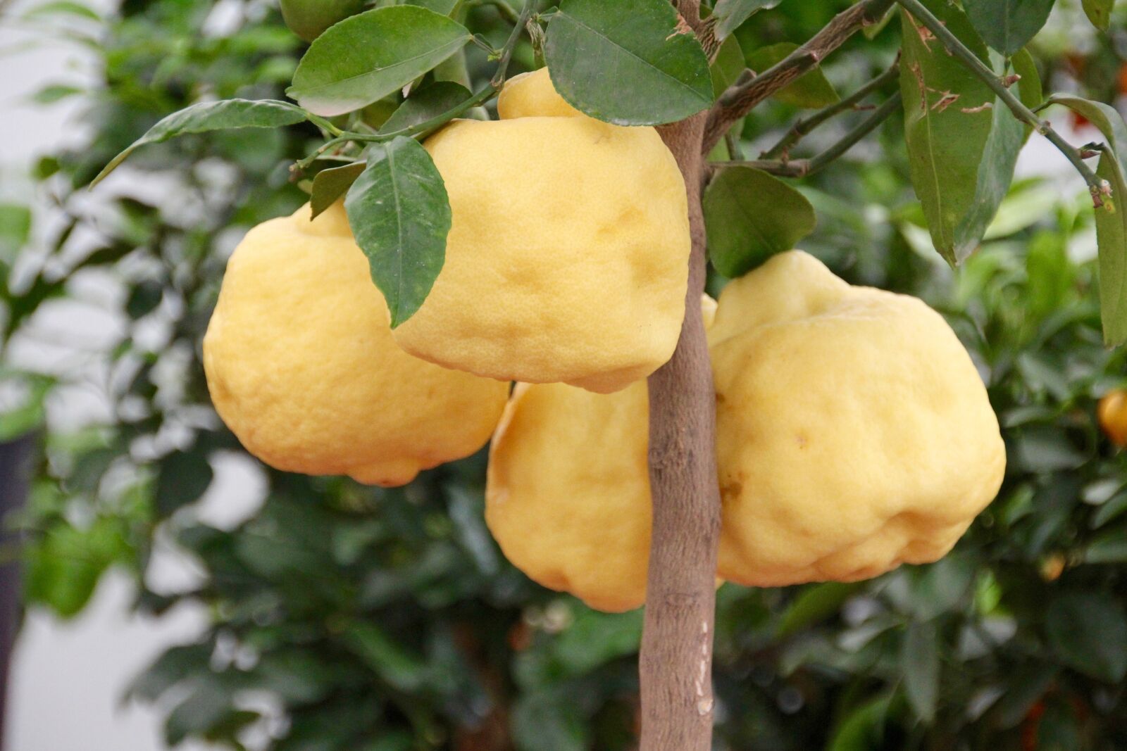 Canon EOS 60D sample photo. Lemon tree, lemons, citrus photography
