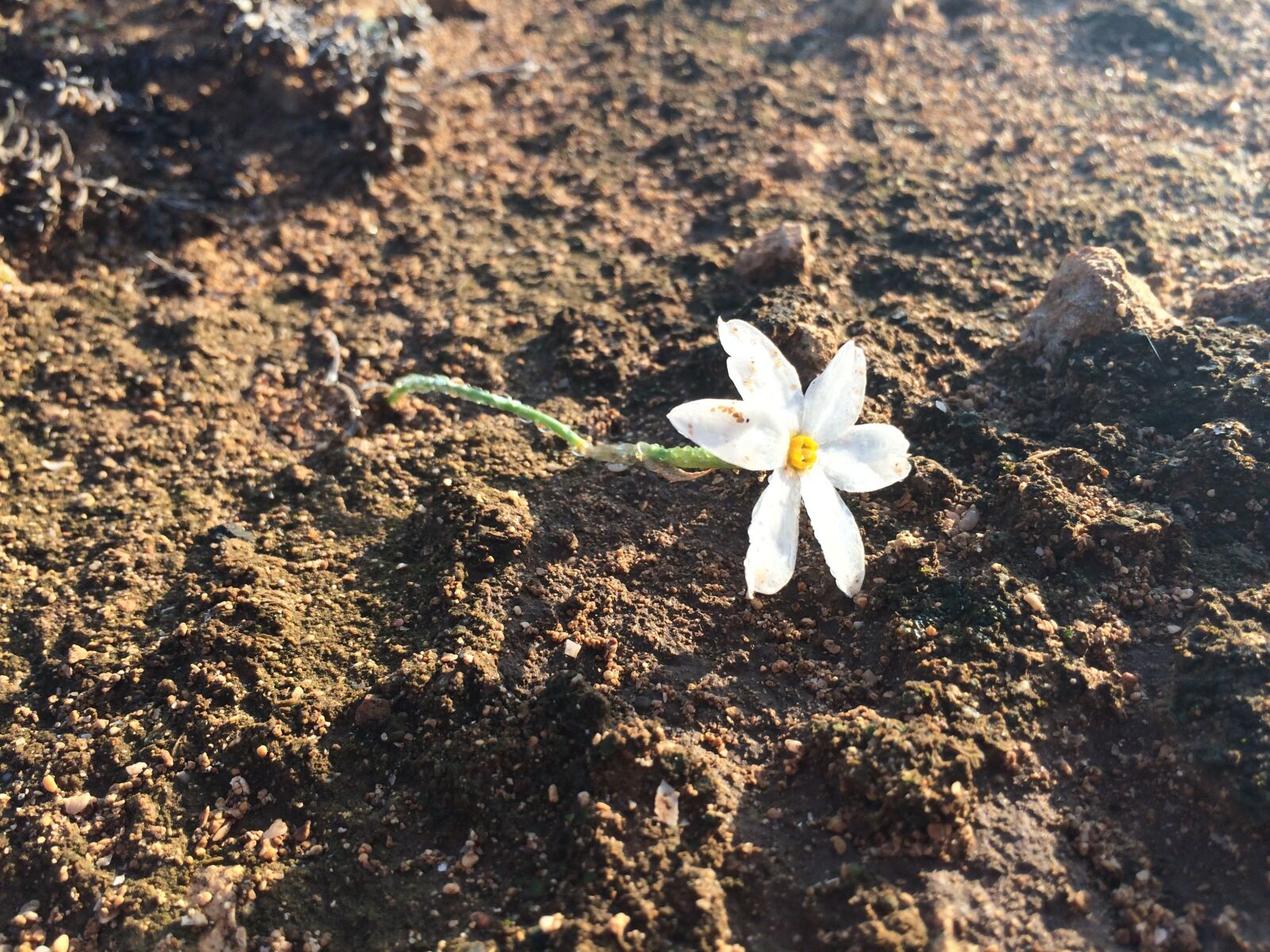 iPhone 5s back camera 4.15mm f/2.2 sample photo. Flower, nature, white photography