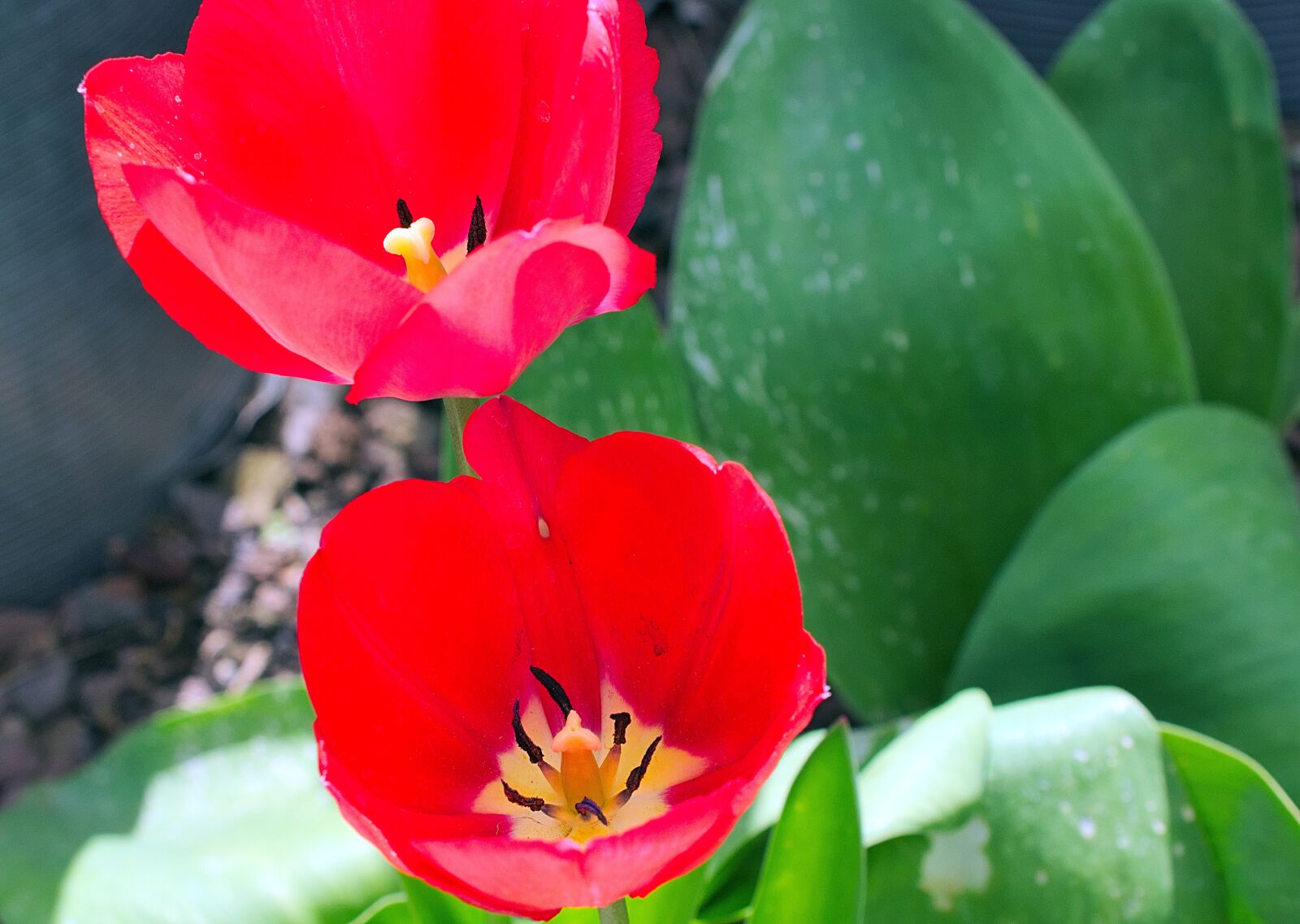 Nikon D3300 sample photo. Tulip, blossom, bloom photography