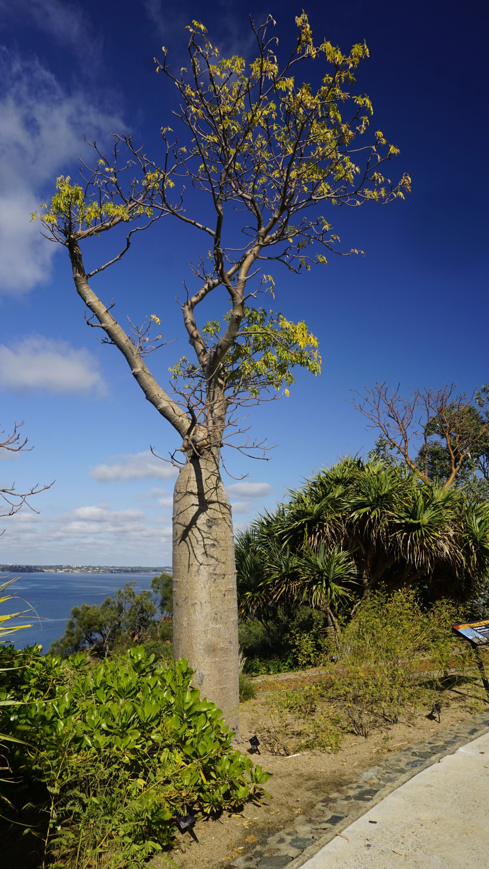 Sony a6000 sample photo. Baobab, tree, botany photography